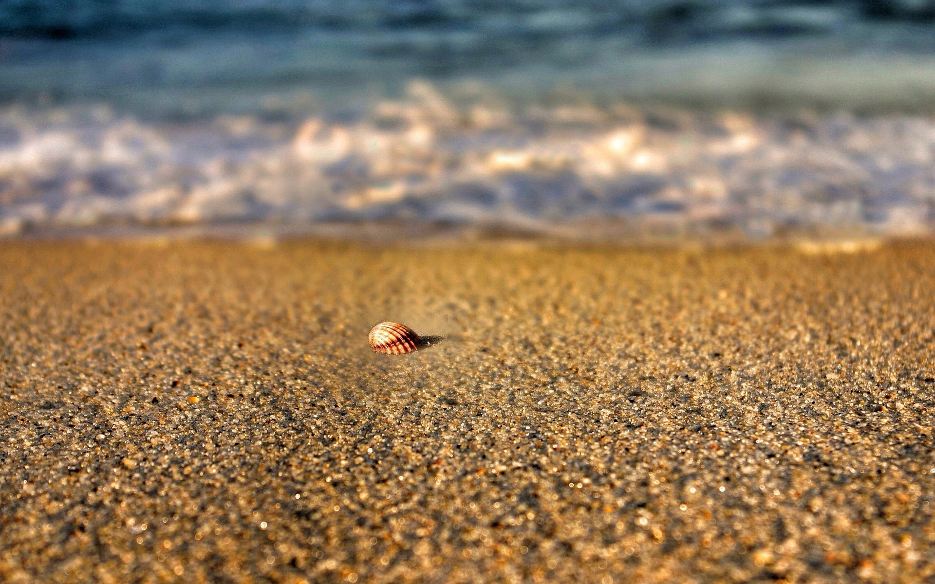 naturaleza playa arena concha verano mar agua río schale fondo macro desenfoque papel pintado widescreen pantalla completa widescreen widescreen