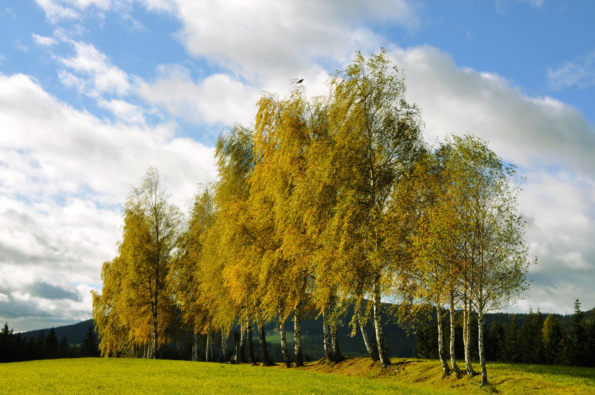 colline forêt épinette bosquet bouleaux automne