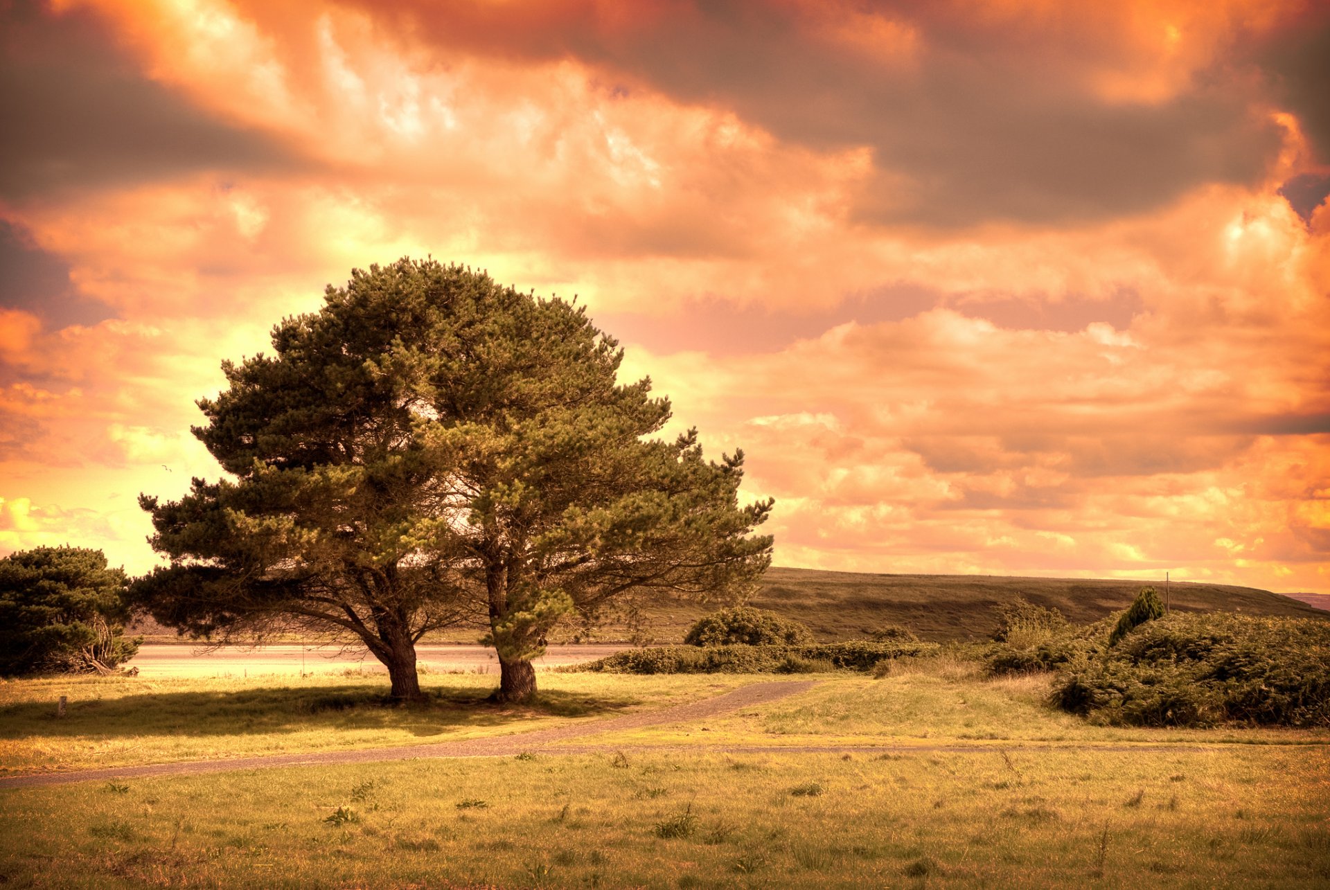 colline routes arbres deux en un