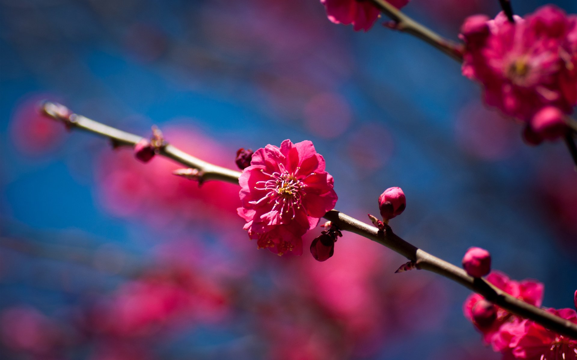 printemps floraison fleurs branche arbre fruité cerise ensoleillé