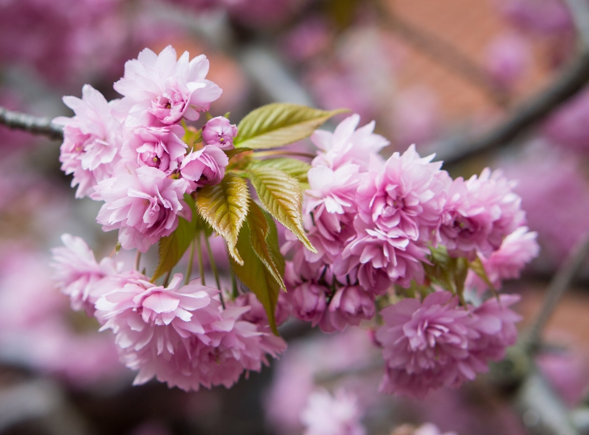 sakura branche macro floraison fleurs