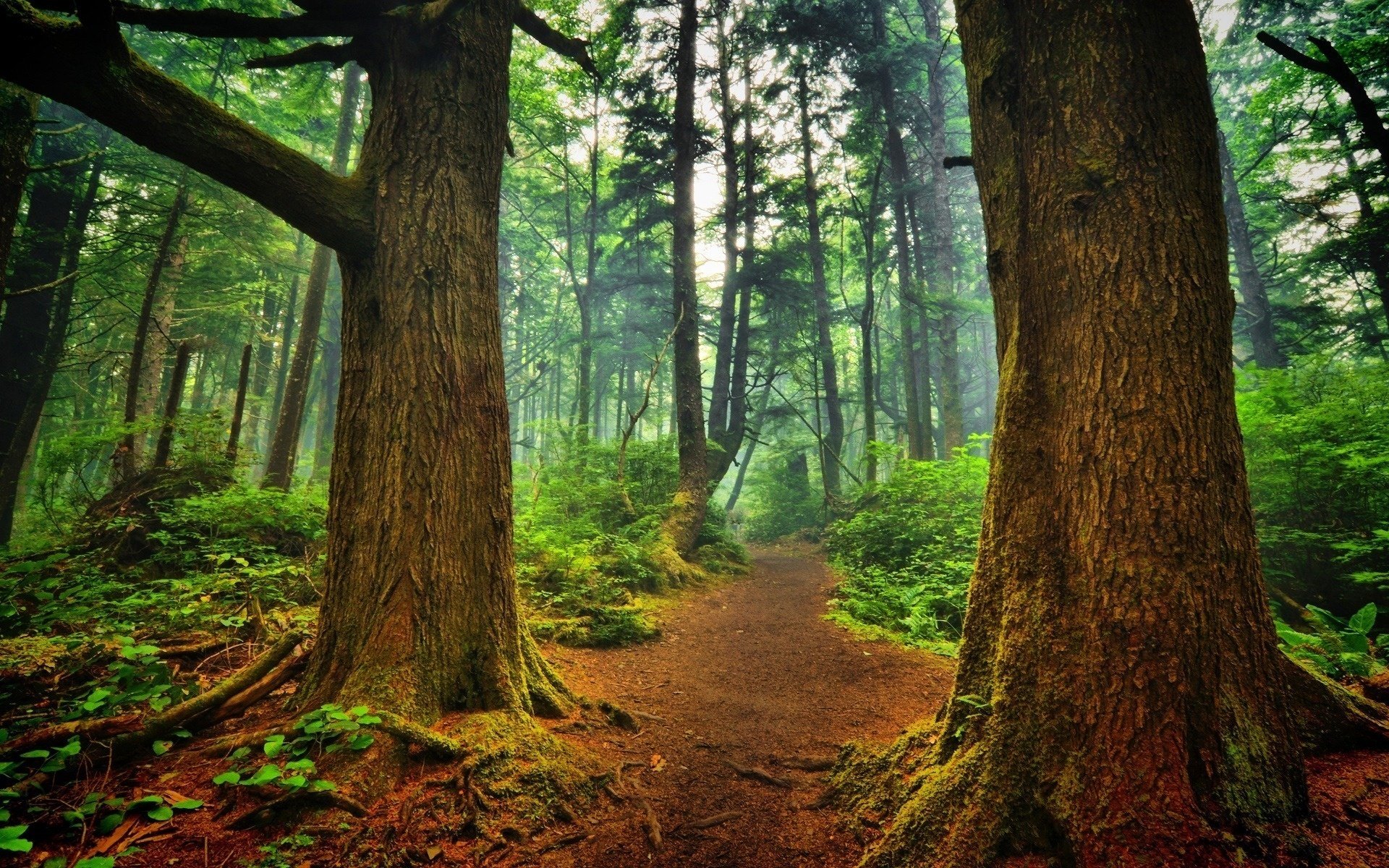 tree forest path