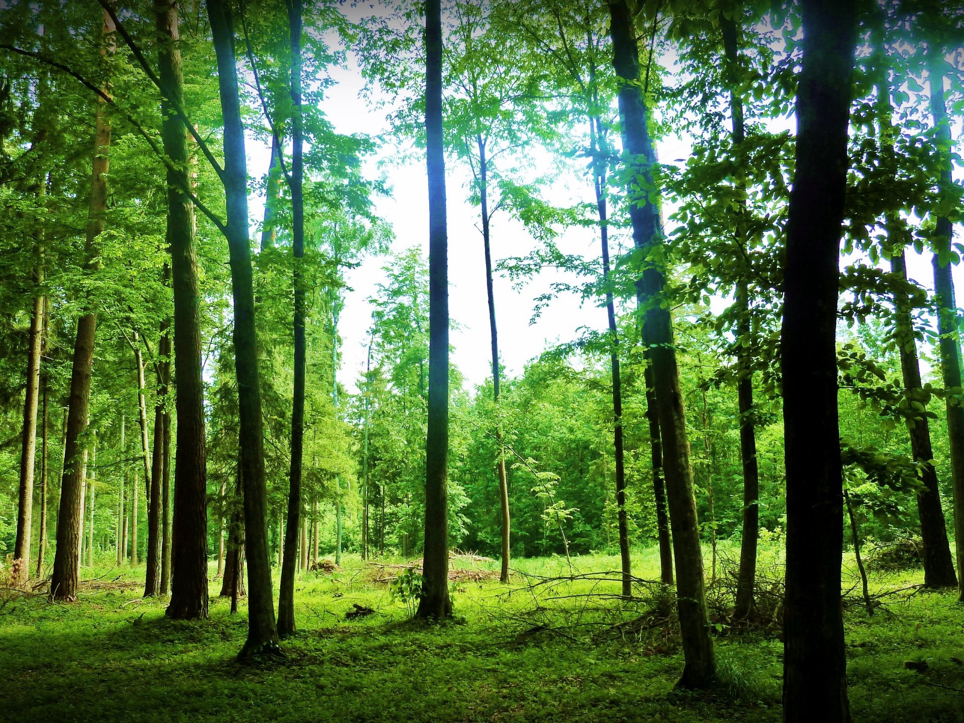 nature landscape forest. trees summer green rays sky