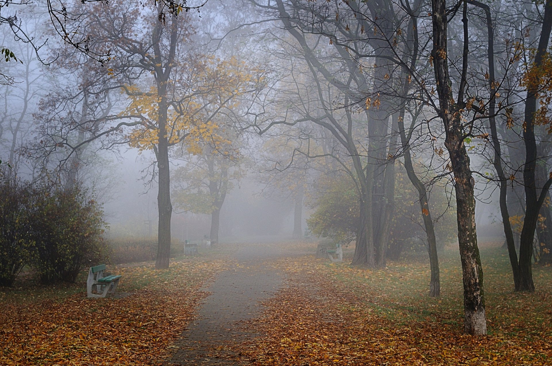 autumn park alley benches fog