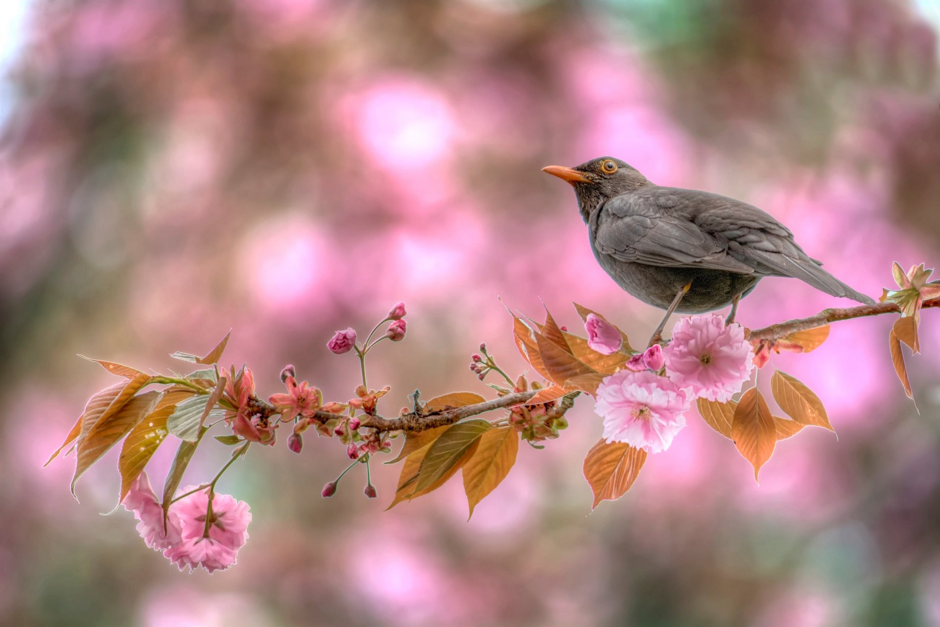 frühling blüte zweig vogel