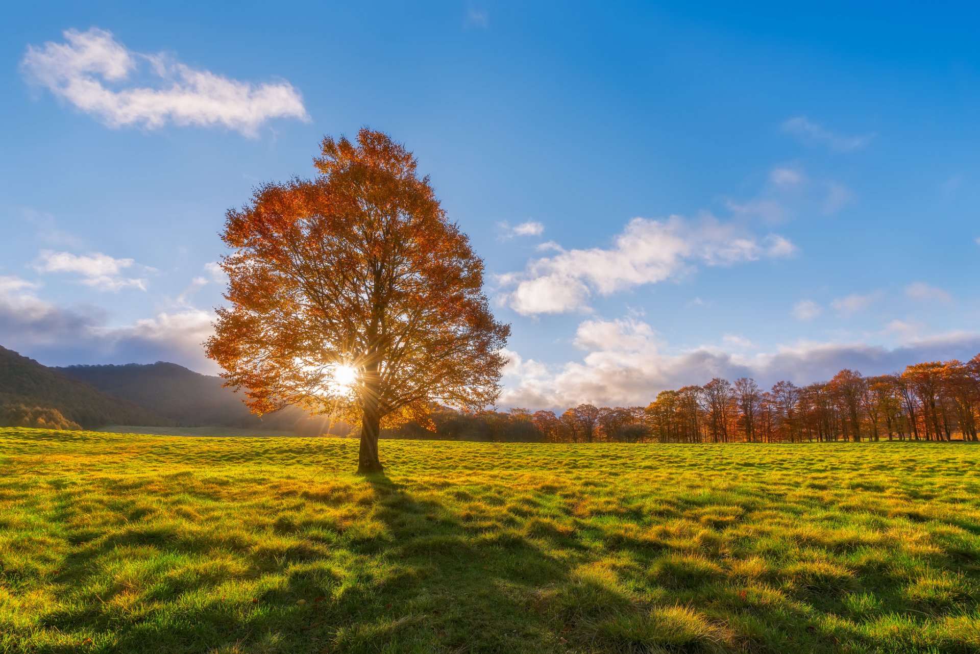 autumn the field tree sun ray