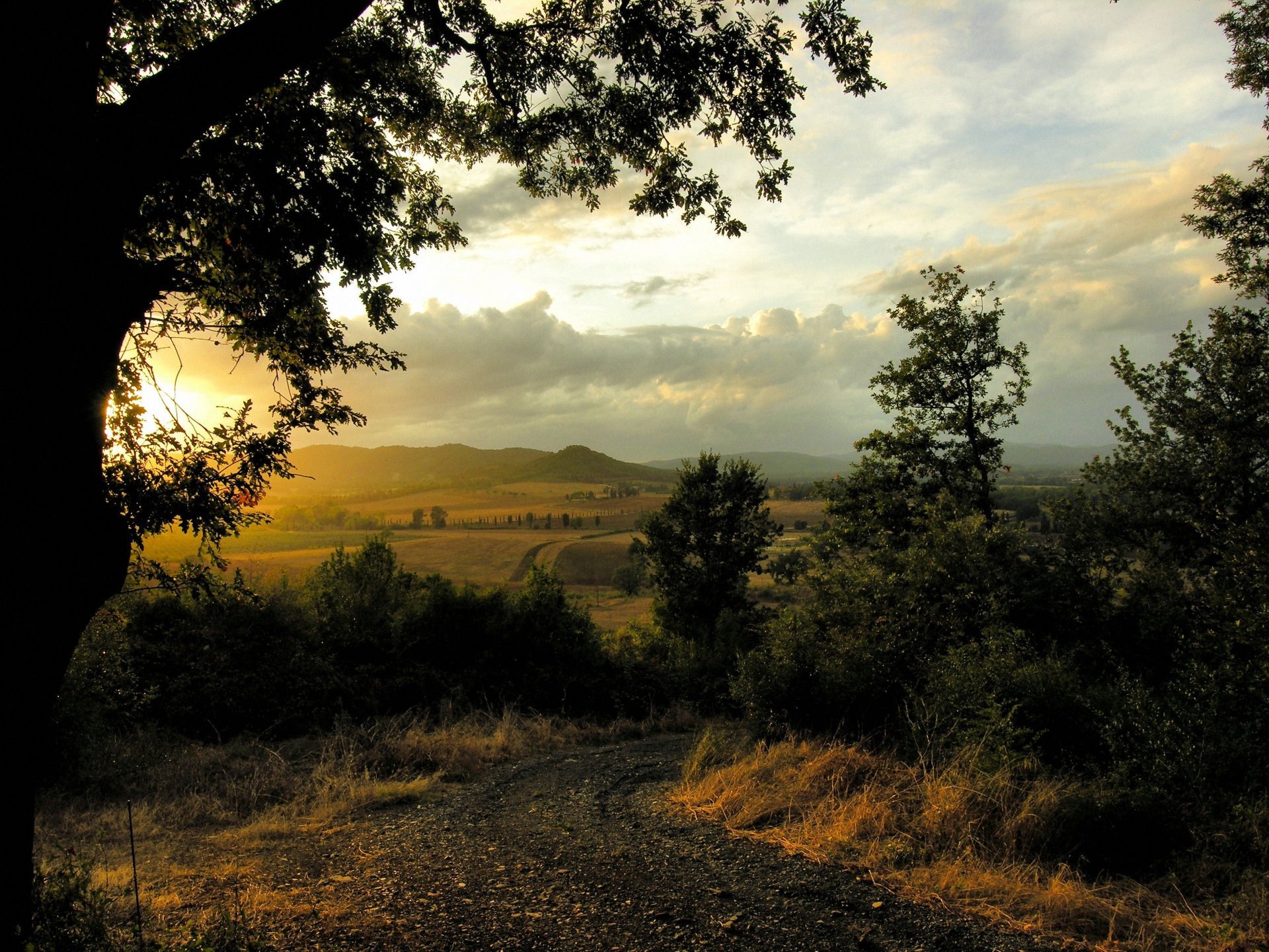 árboles ramas campos distancia