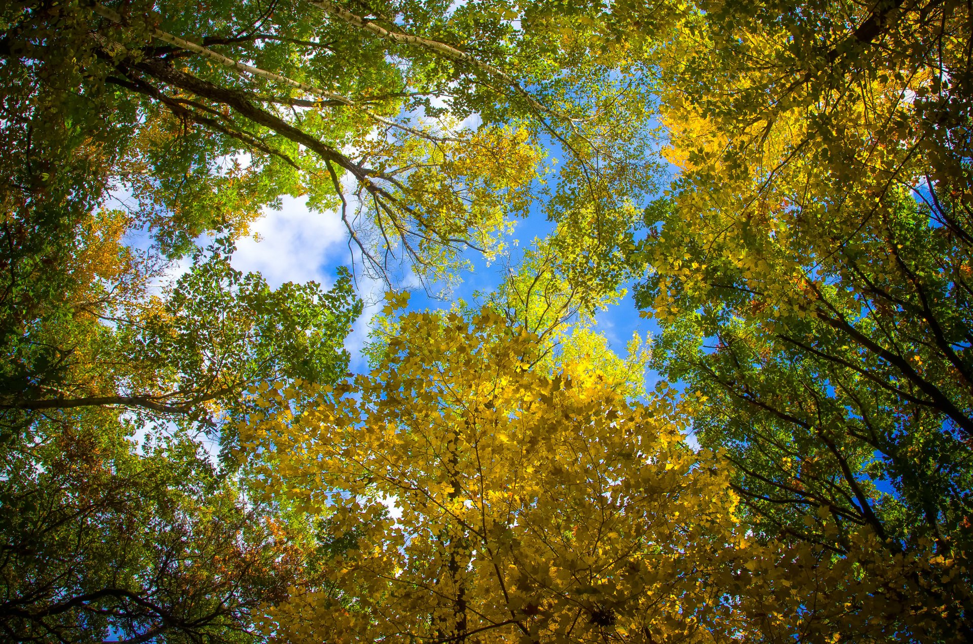 himmel blätter herbst bäume krone