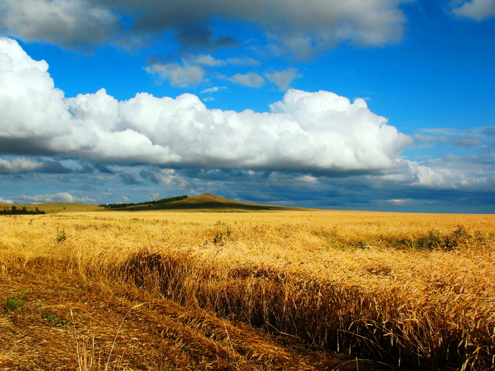 lied lerche herbst weizen feld steppe straße kasachstan