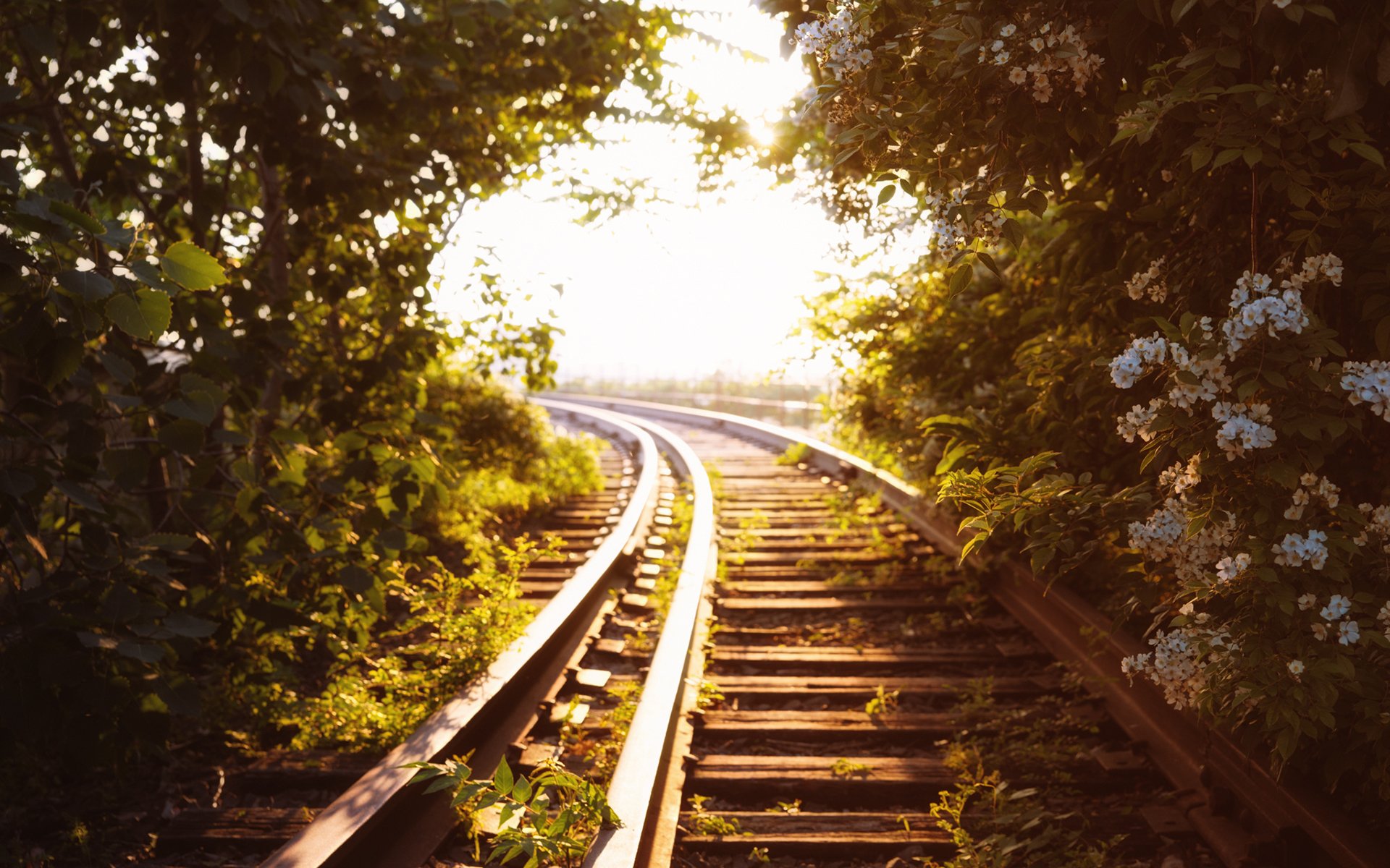 rotaie ferrovia alberi verde luce