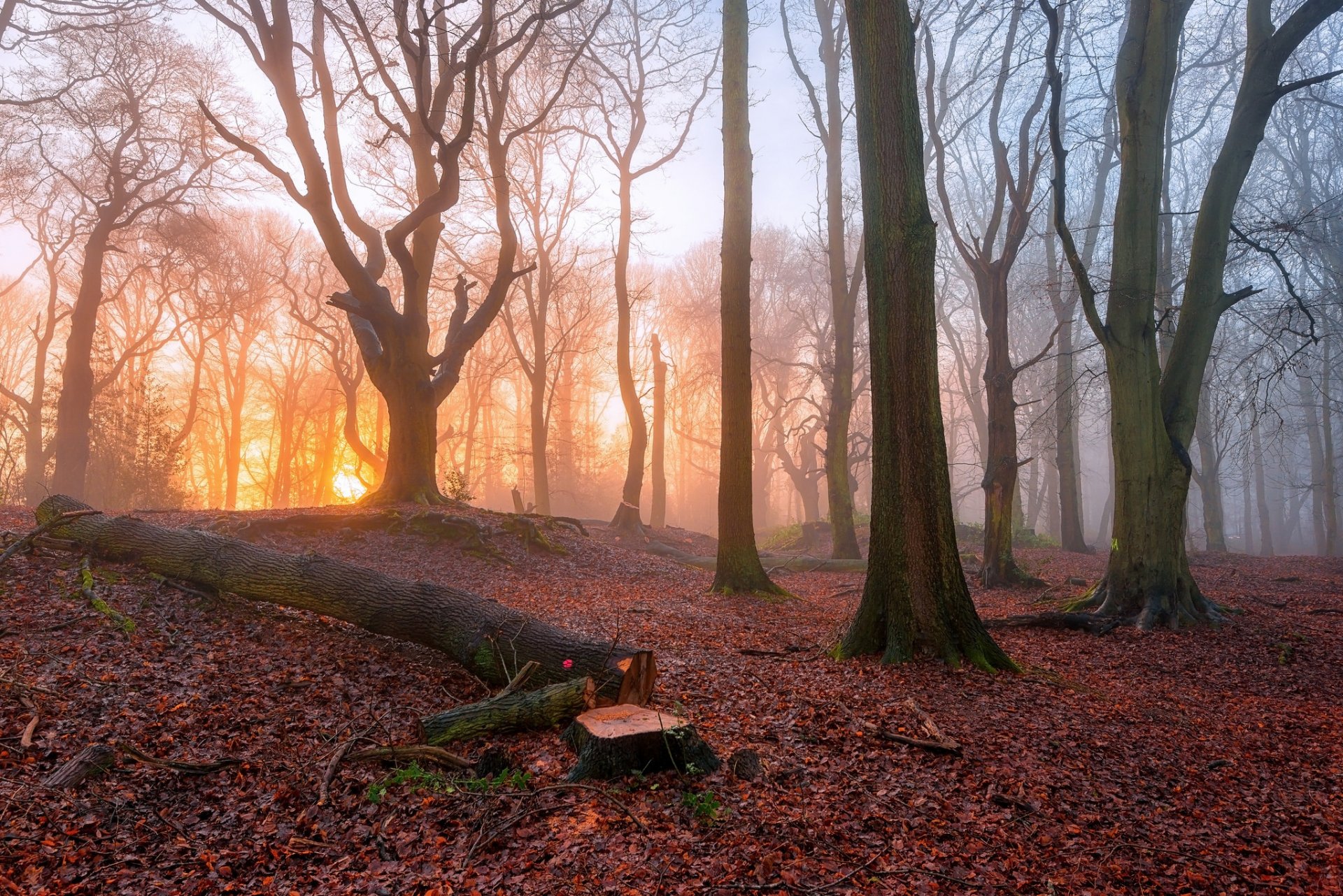 bosque árboles niebla mañana