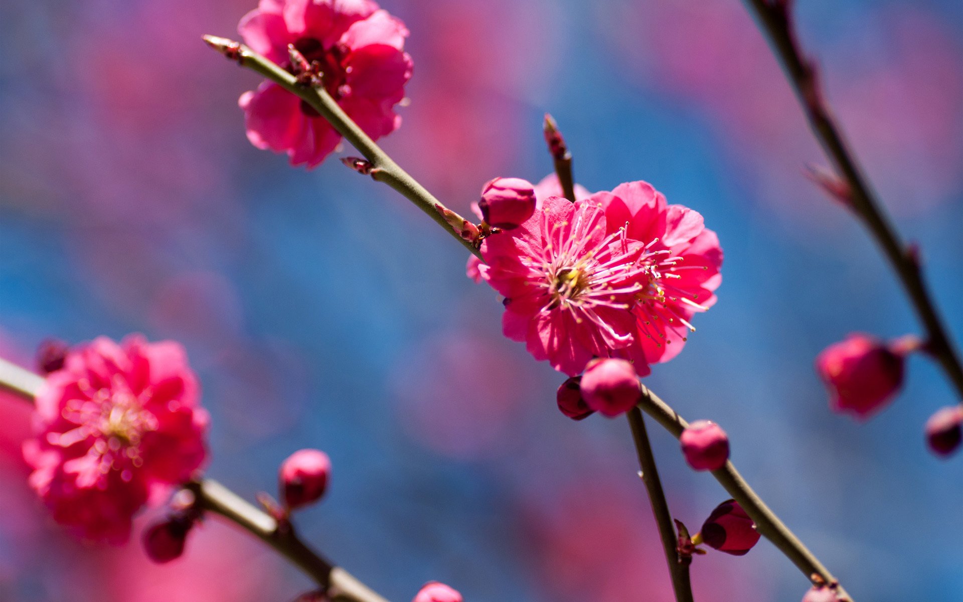 frühling baum blumen kirsche zweig