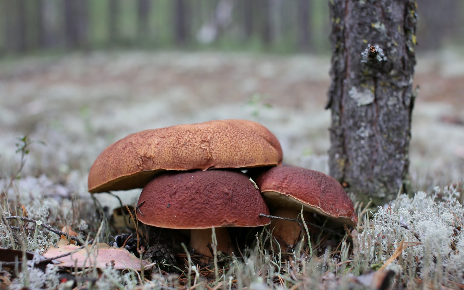 champignons forêt nature