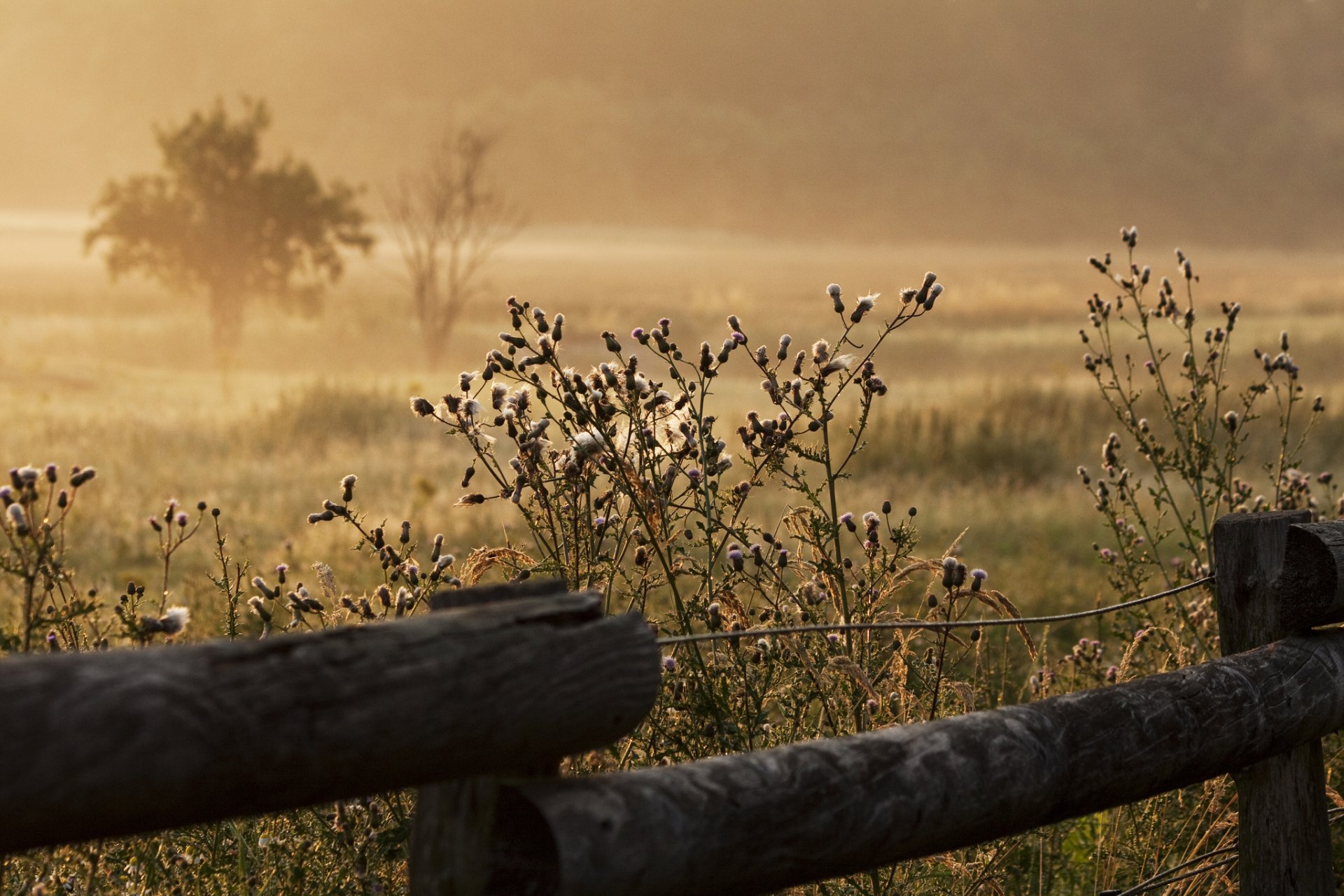 ummer grass fence fog morning