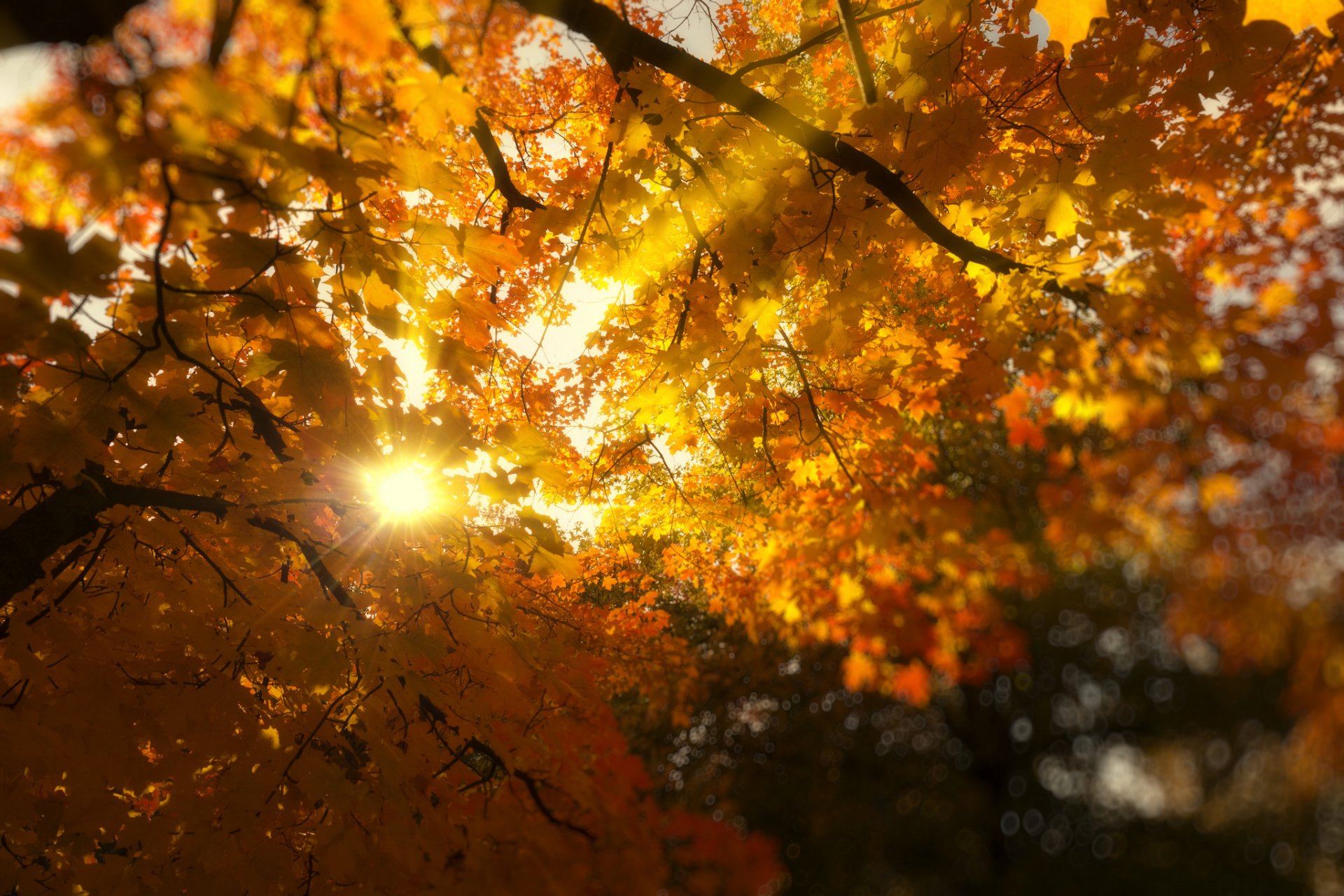 otoño árboles ramas follaje hojas amarillo sol luz rayos naturaleza