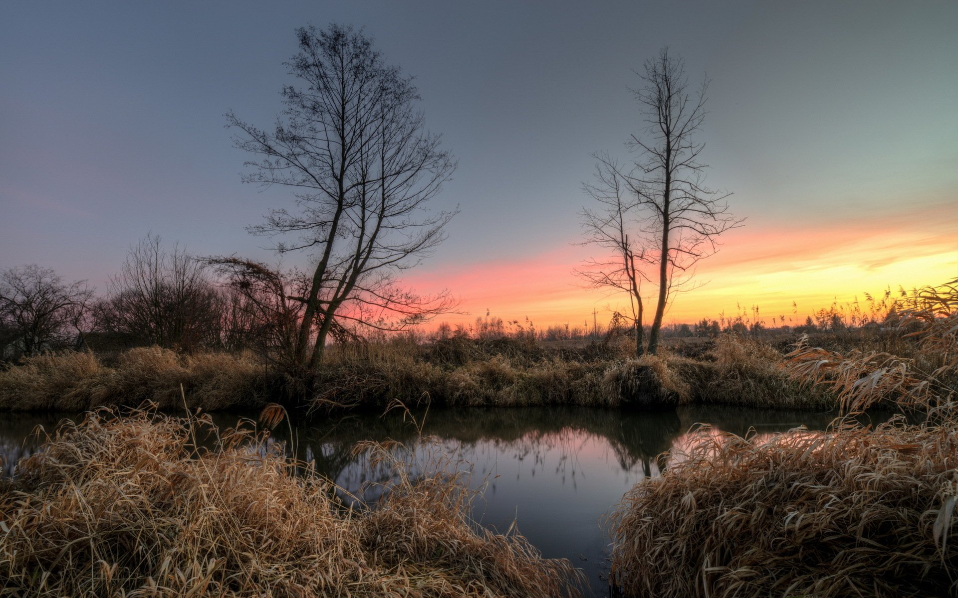 arbres lac roseaux matin aube