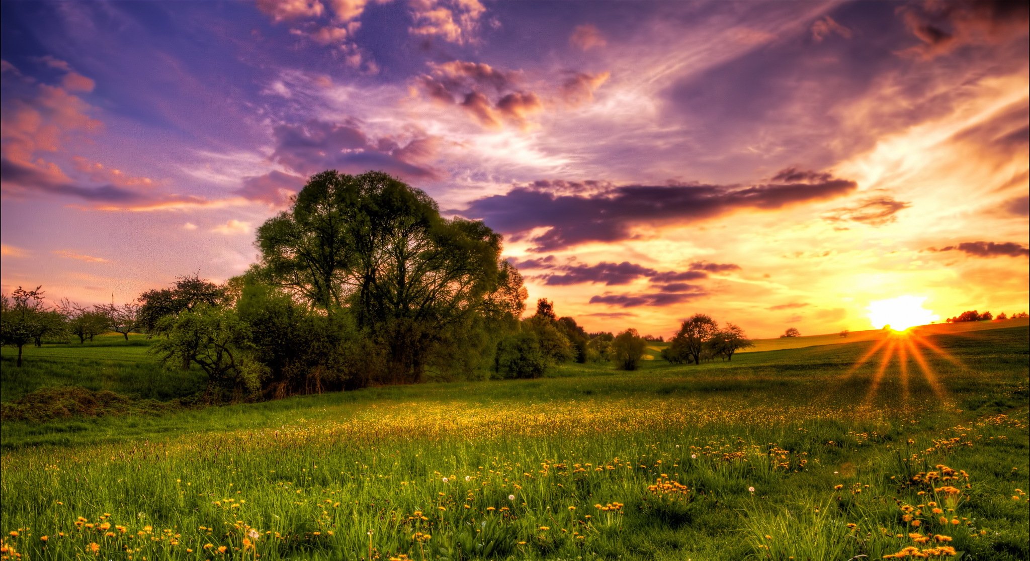 prato denti di leone alberi sera sole tramonto