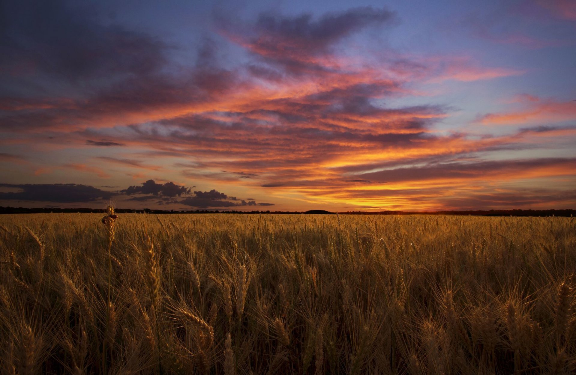 the field night sky cloud