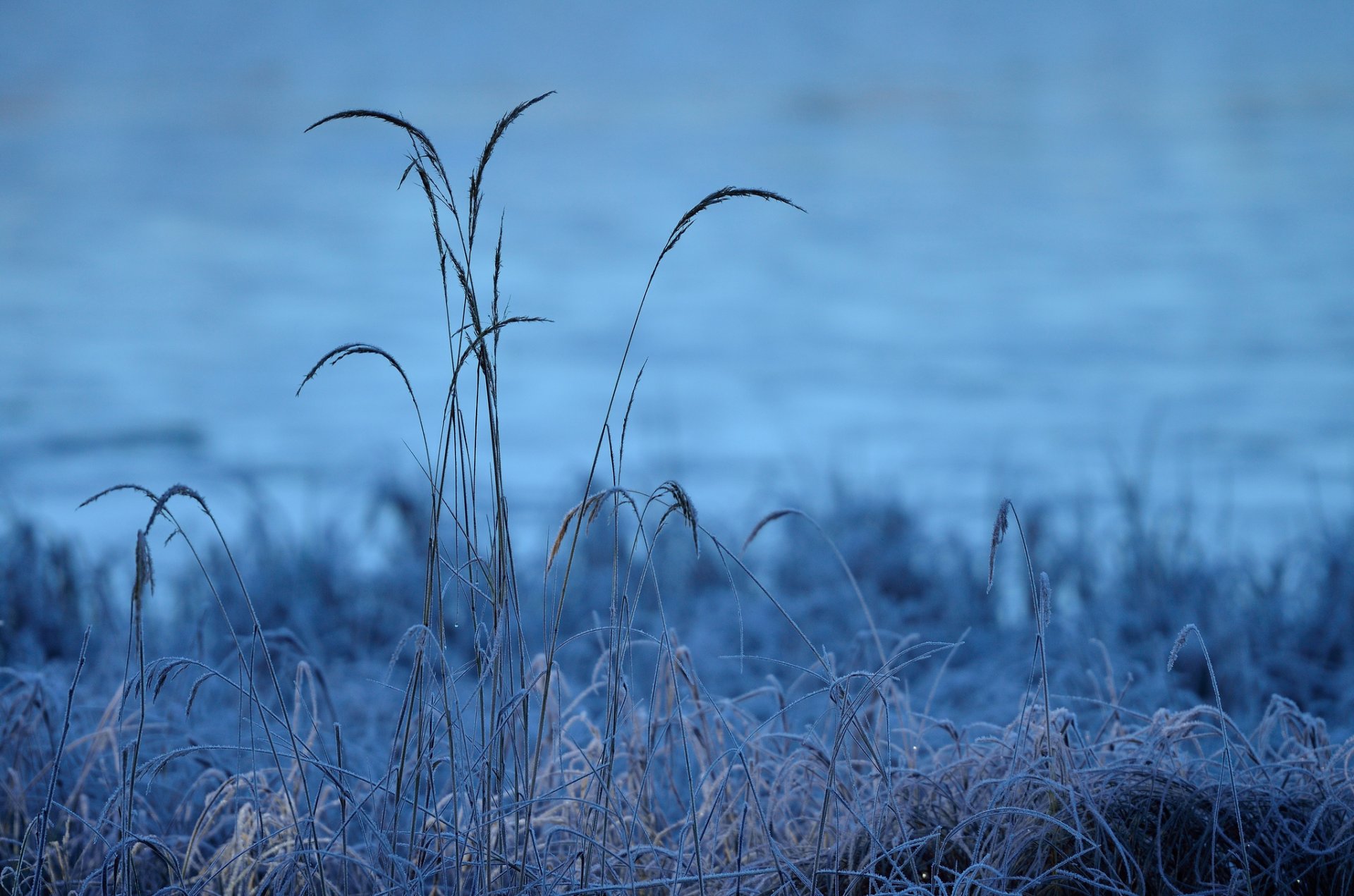 gras grashalme frost morgen kälte frost