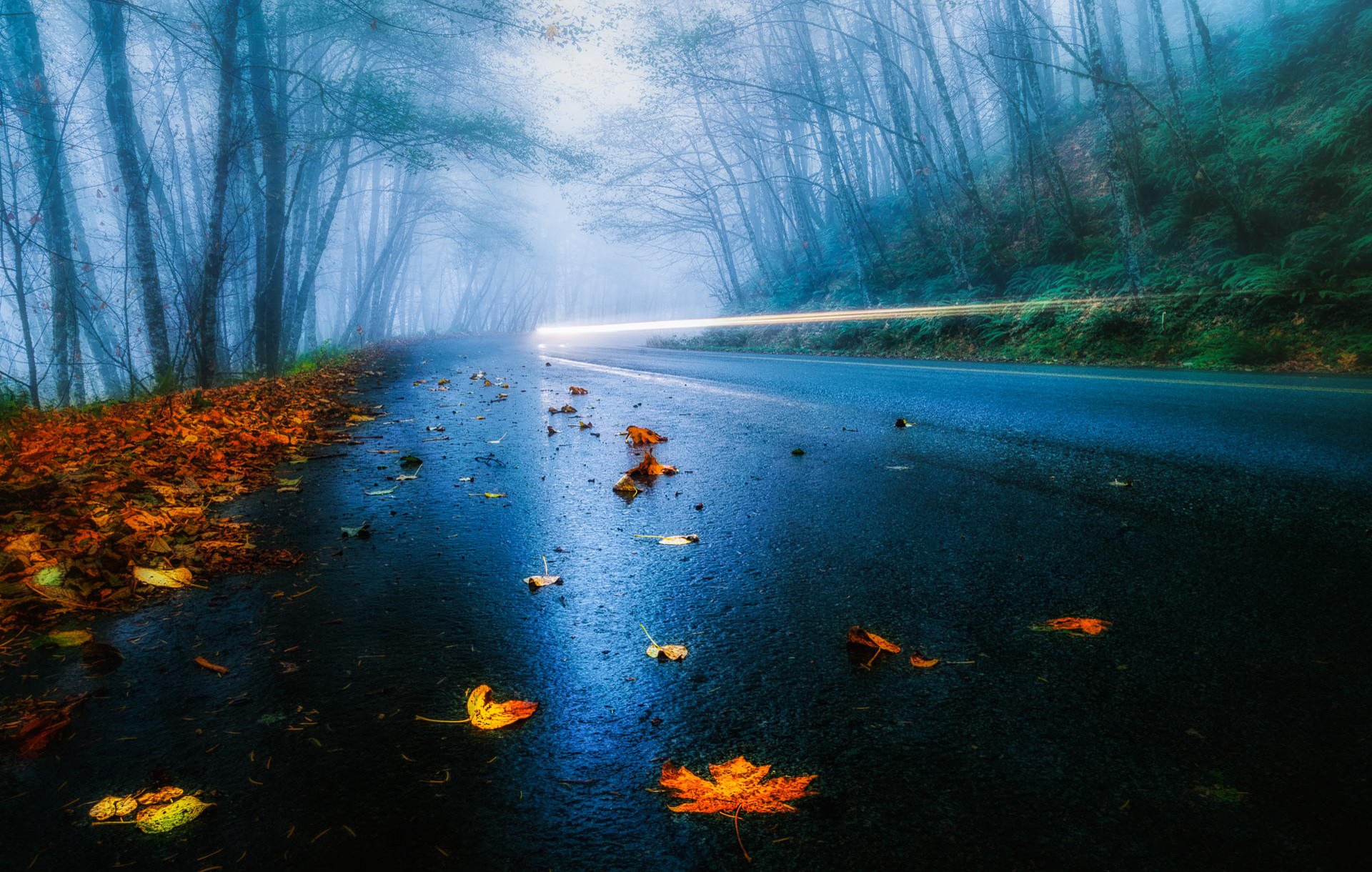 usa road autumn rain fog leaves forest trees car headlights light shutter speed