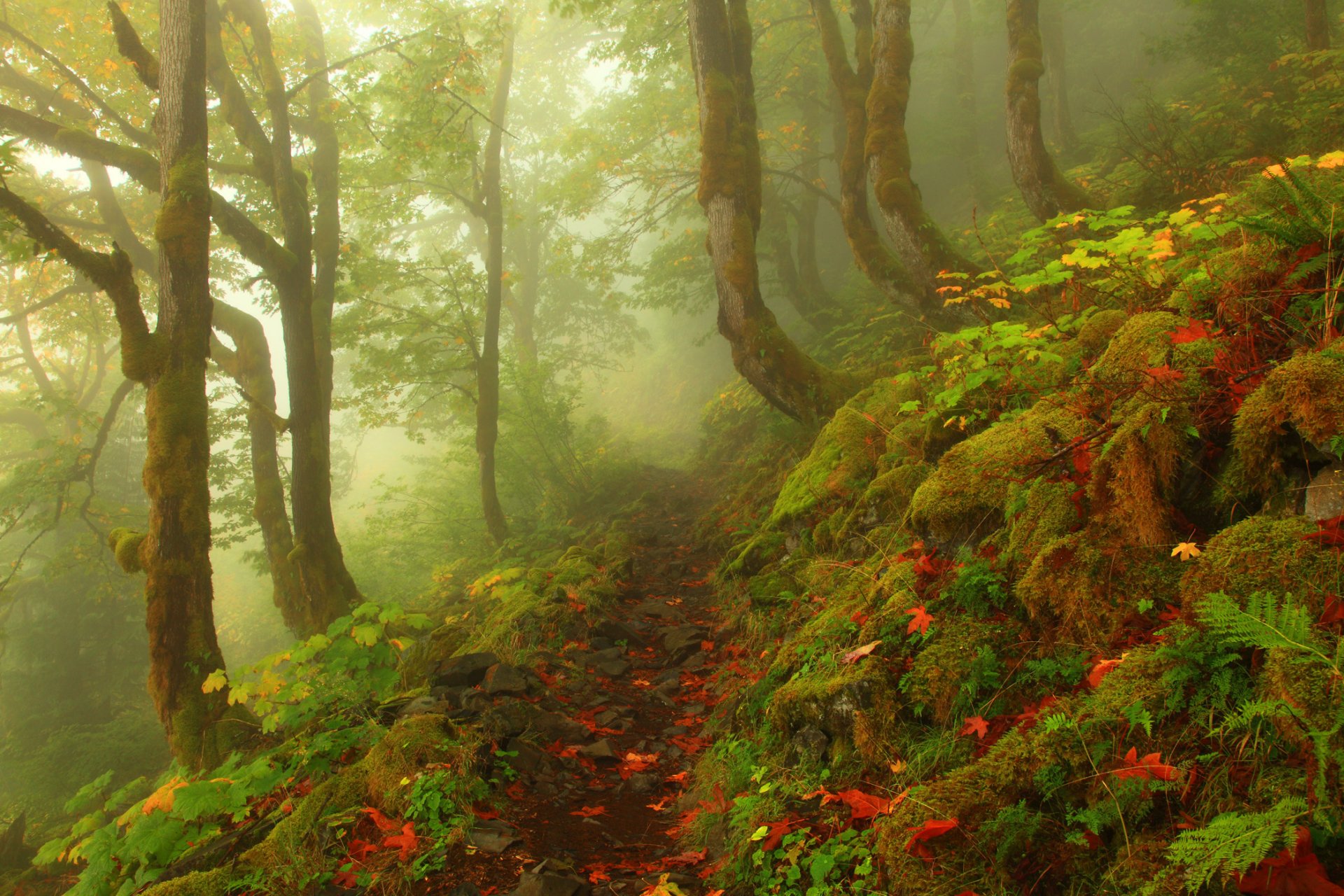 bosque árboles follaje piedras niebla