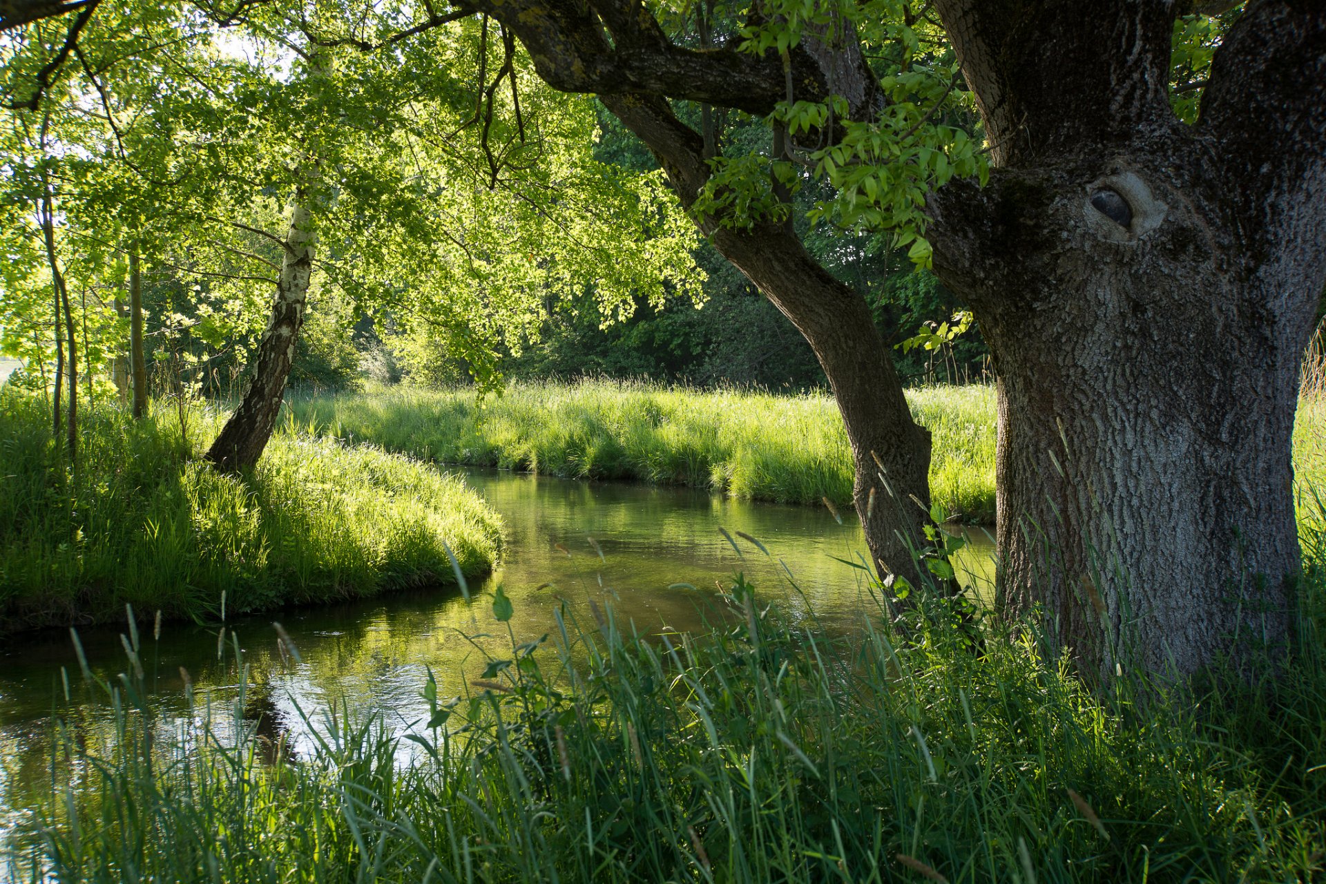 forêt rivière été