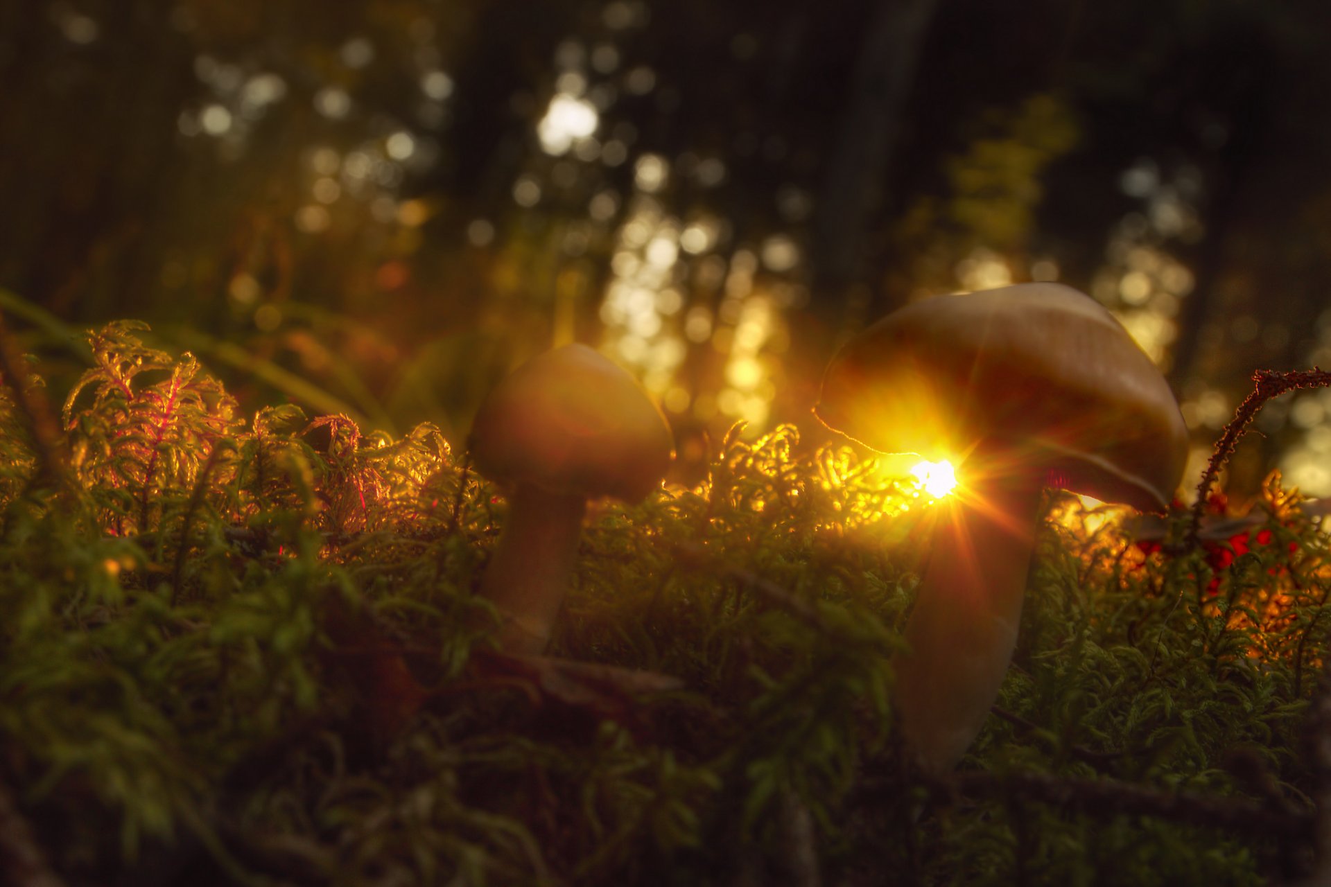 herbe champignons soleil rayons