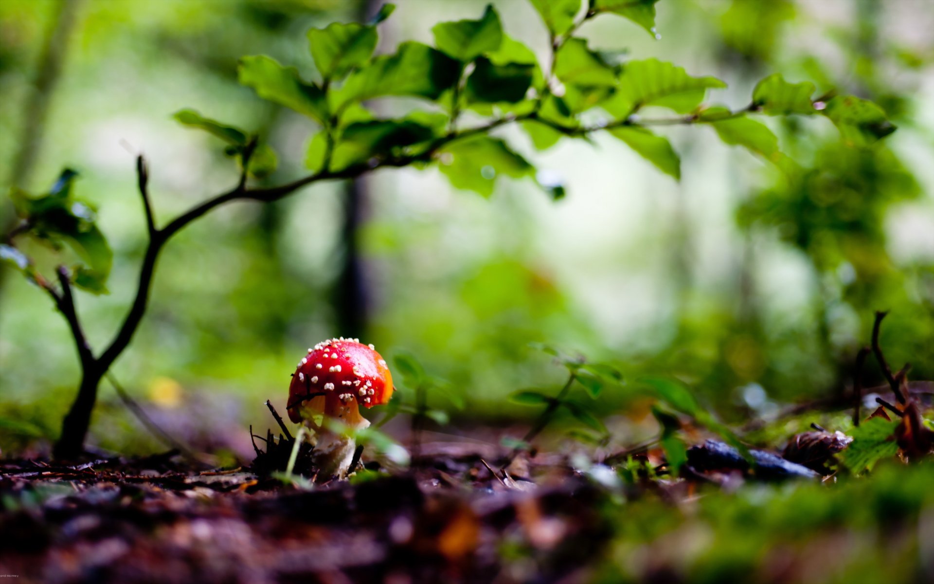 pilz wald natur