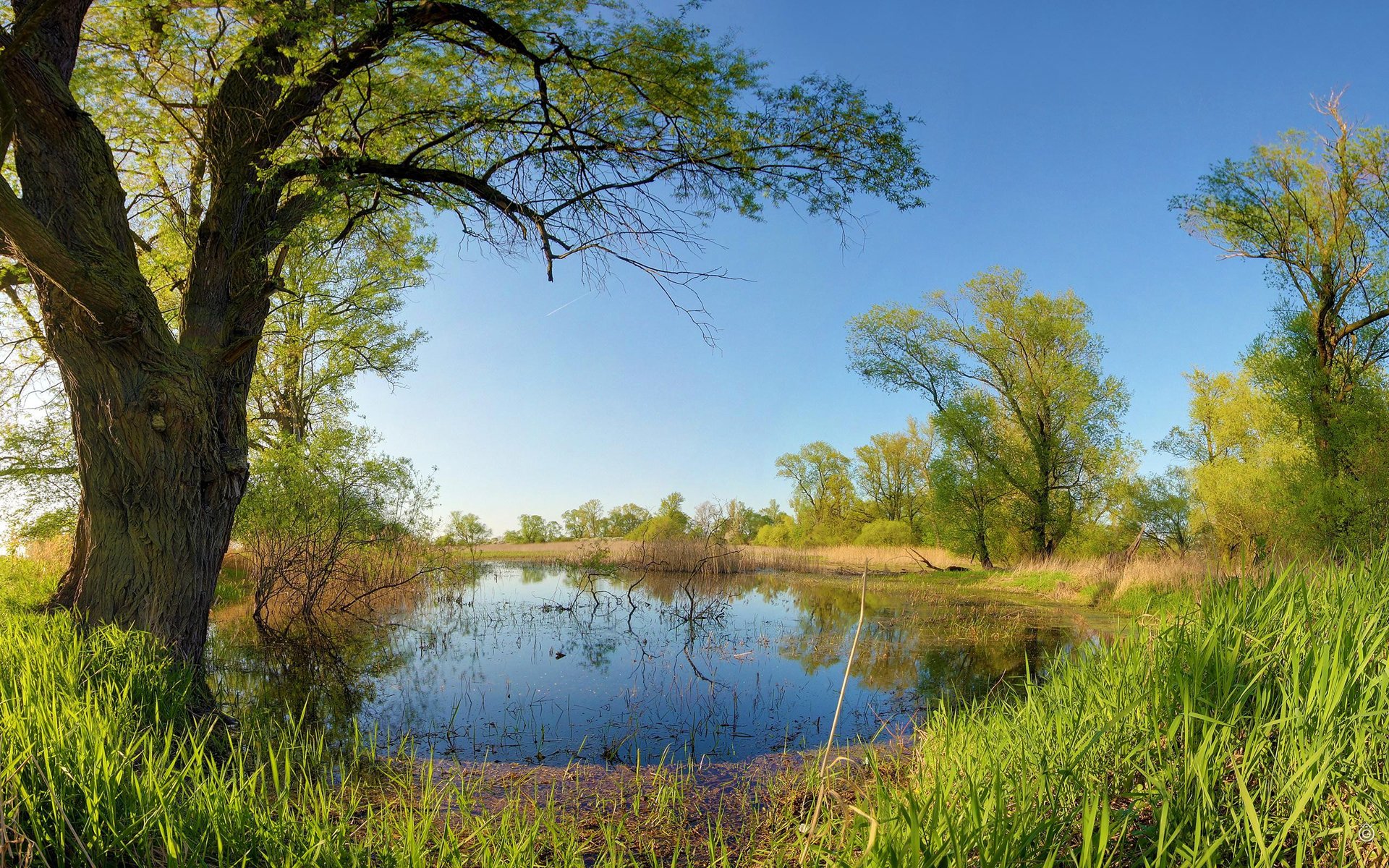 ky pond tree grass spring