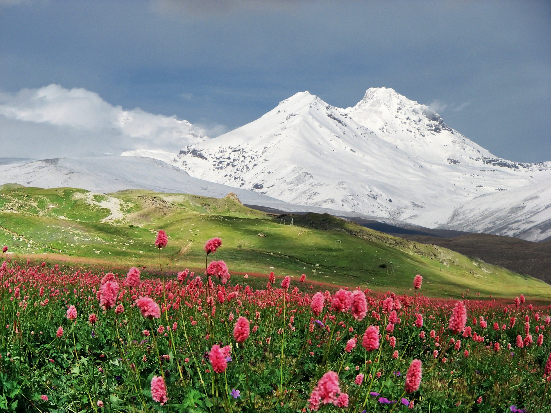 montañas nieve prado flores