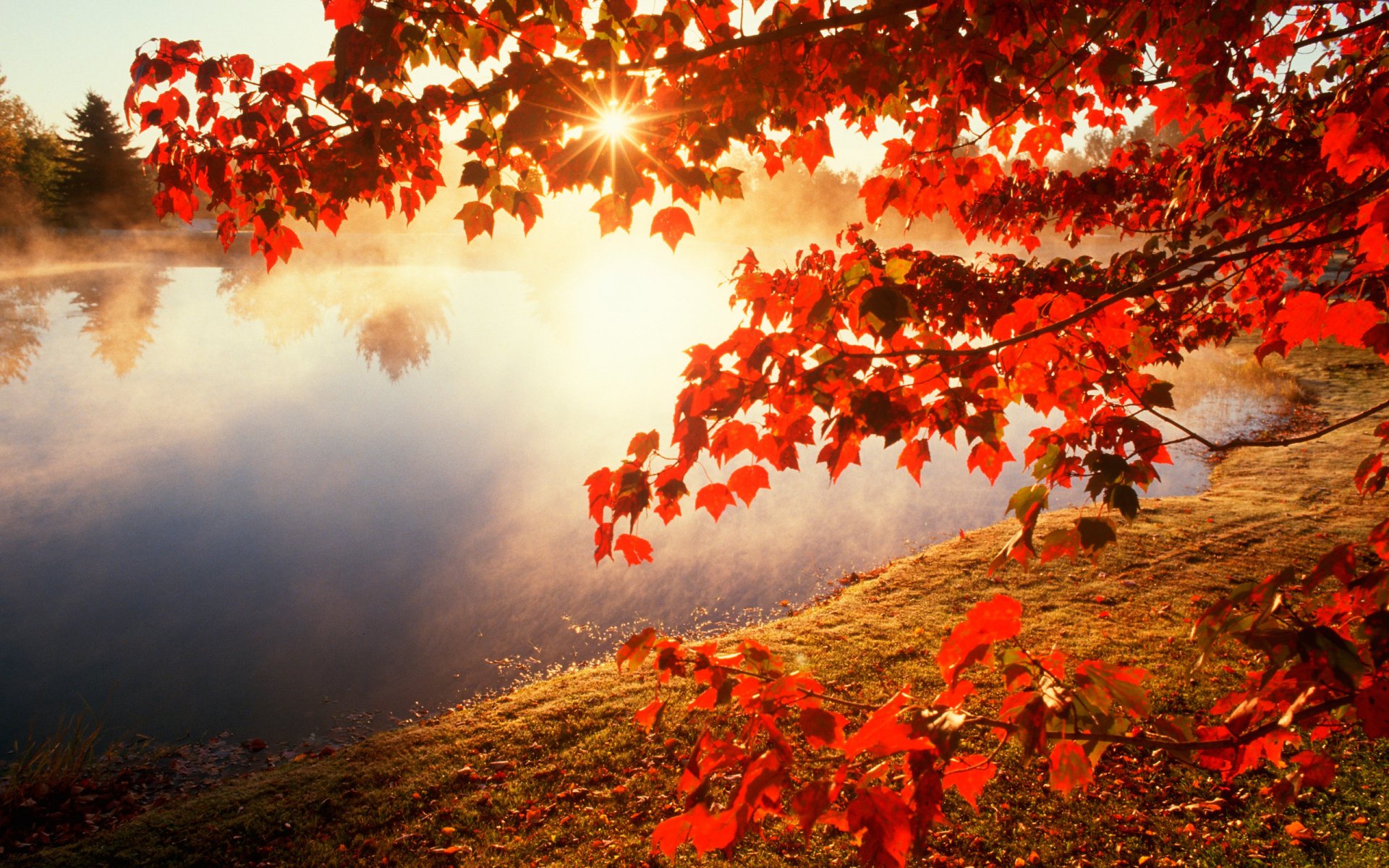 herbst fluss ahorn zweige blätter sonne natur foto