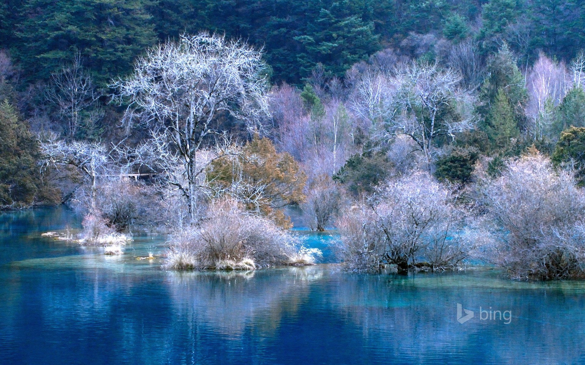 hiver arbres givre paysage eau forêt pente rivière baie fond d écran