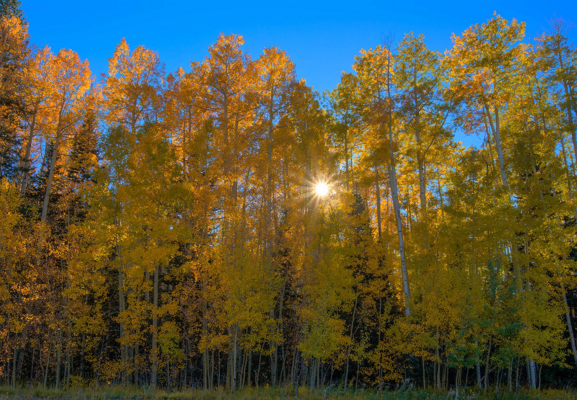 automne forêt soleil