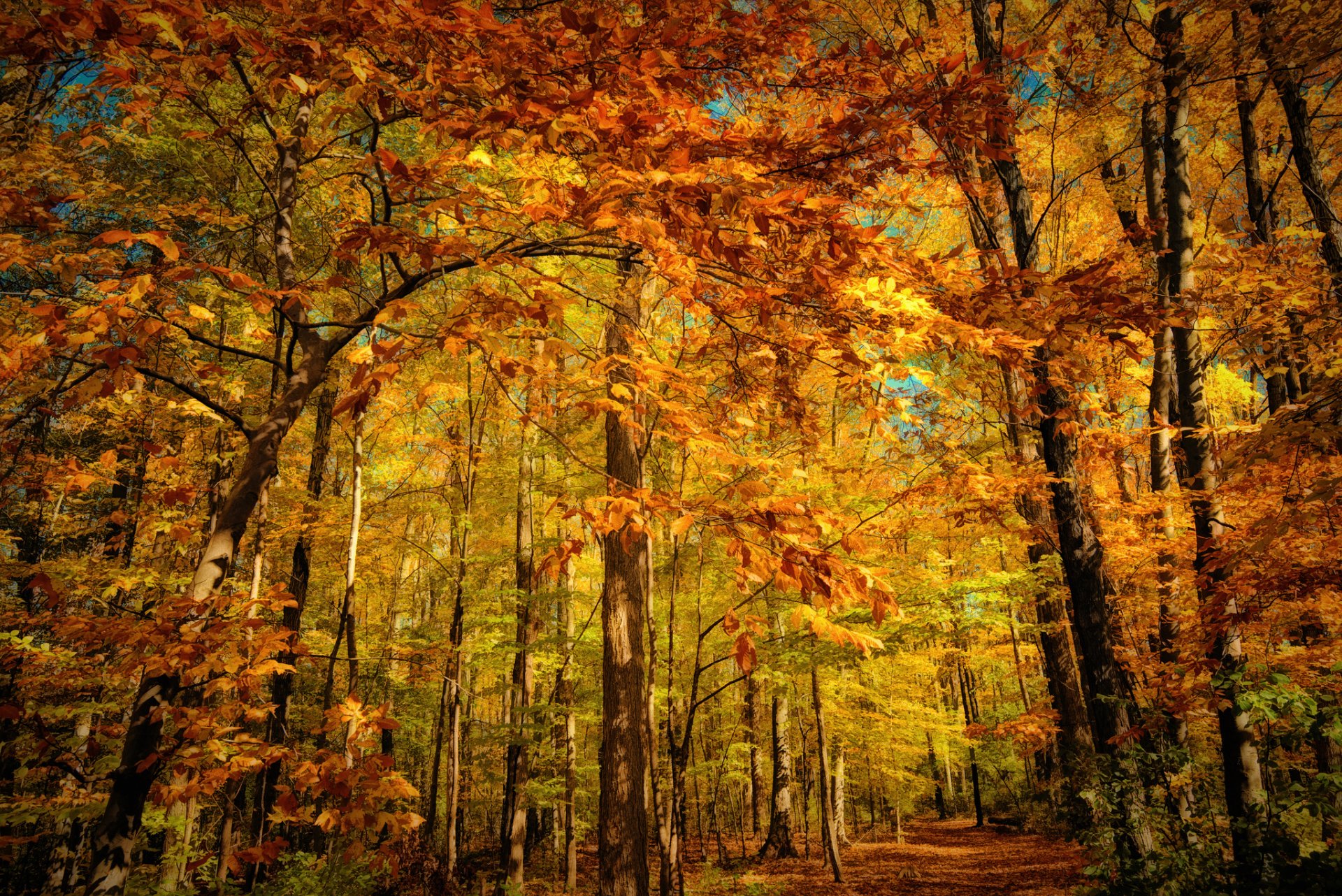 foresta autunno fogliame giallo arancione