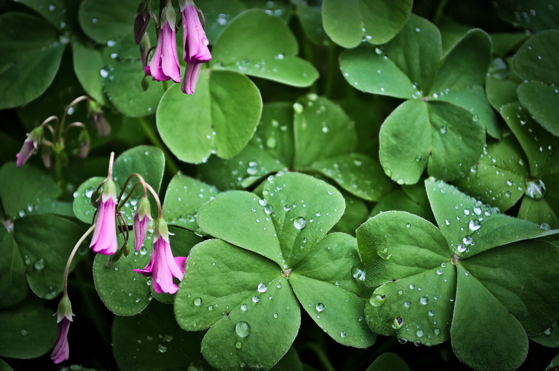 planta hojas flores rosa gotas de agua rocío