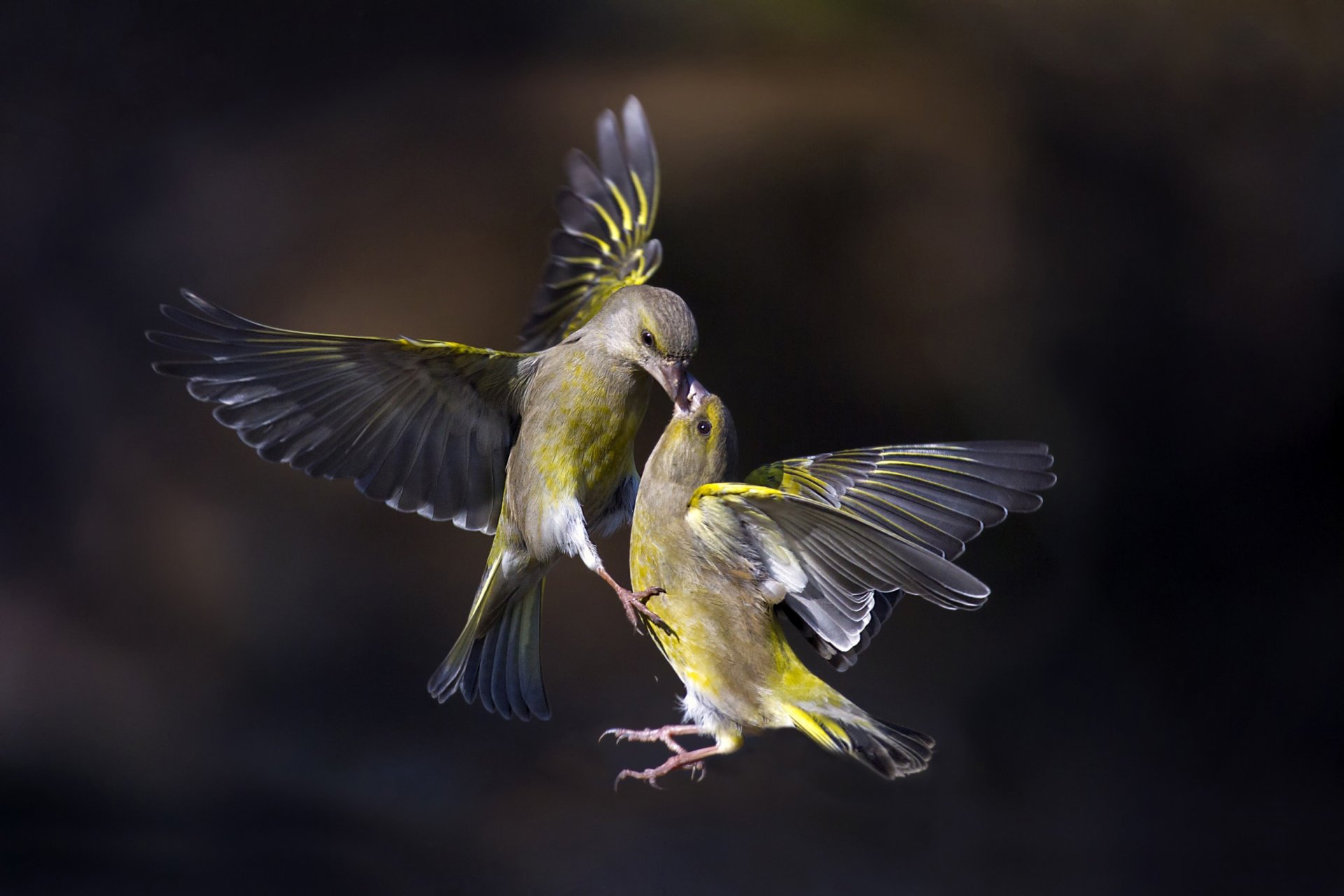 beso volador pájaros