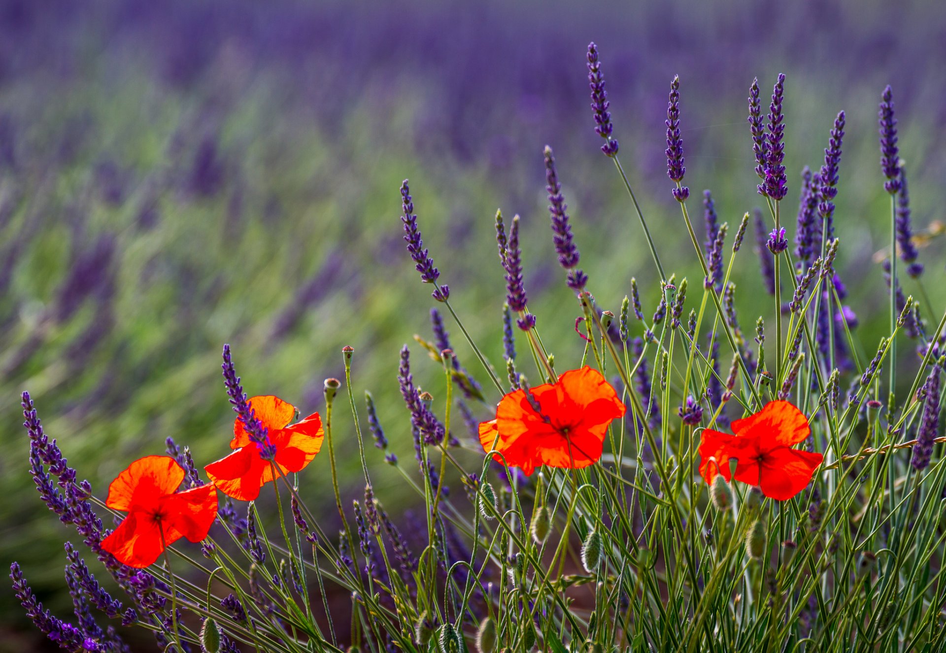 papaveri lavanda natura campo