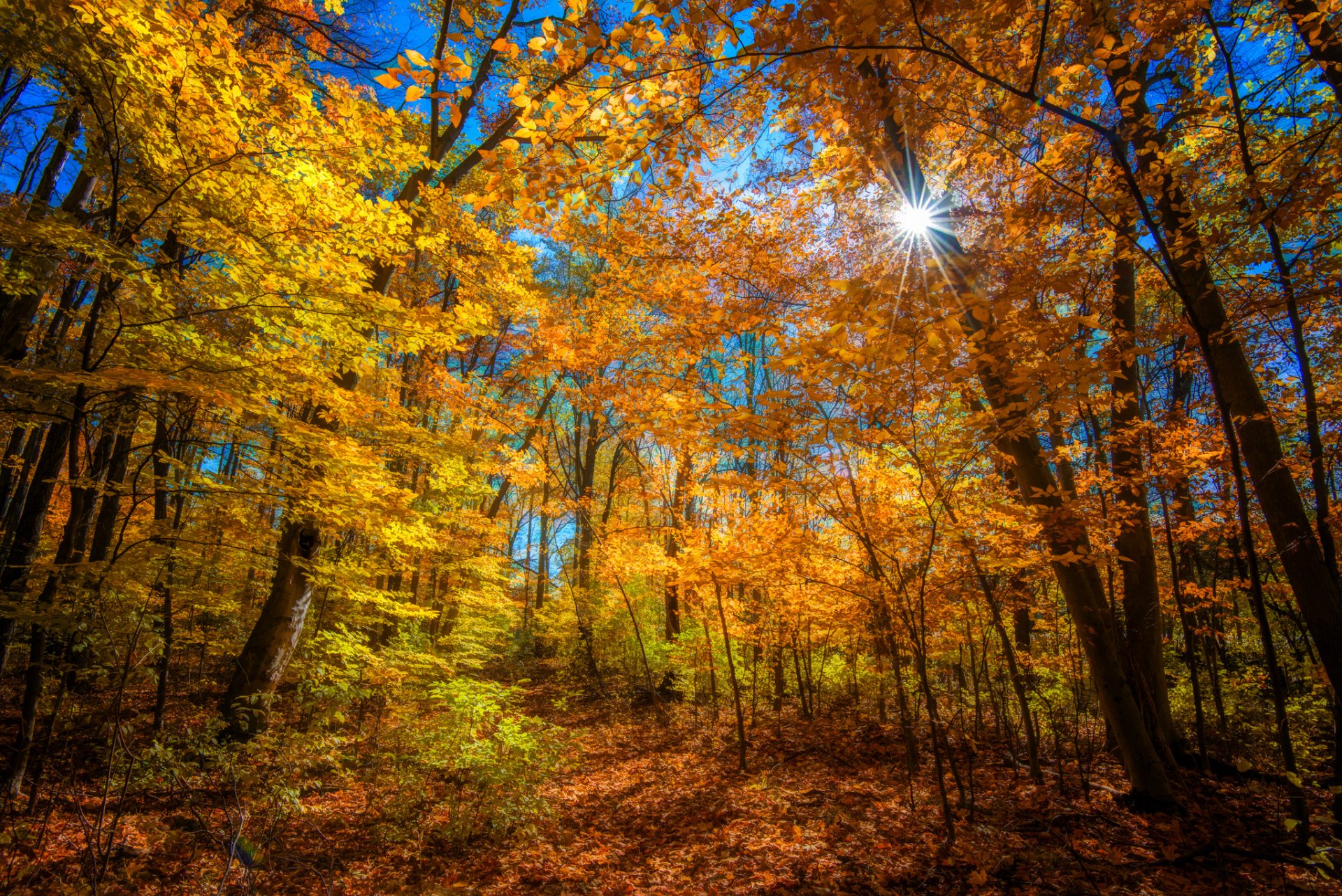 wald bäume herbst sonne strahlen farbe hell