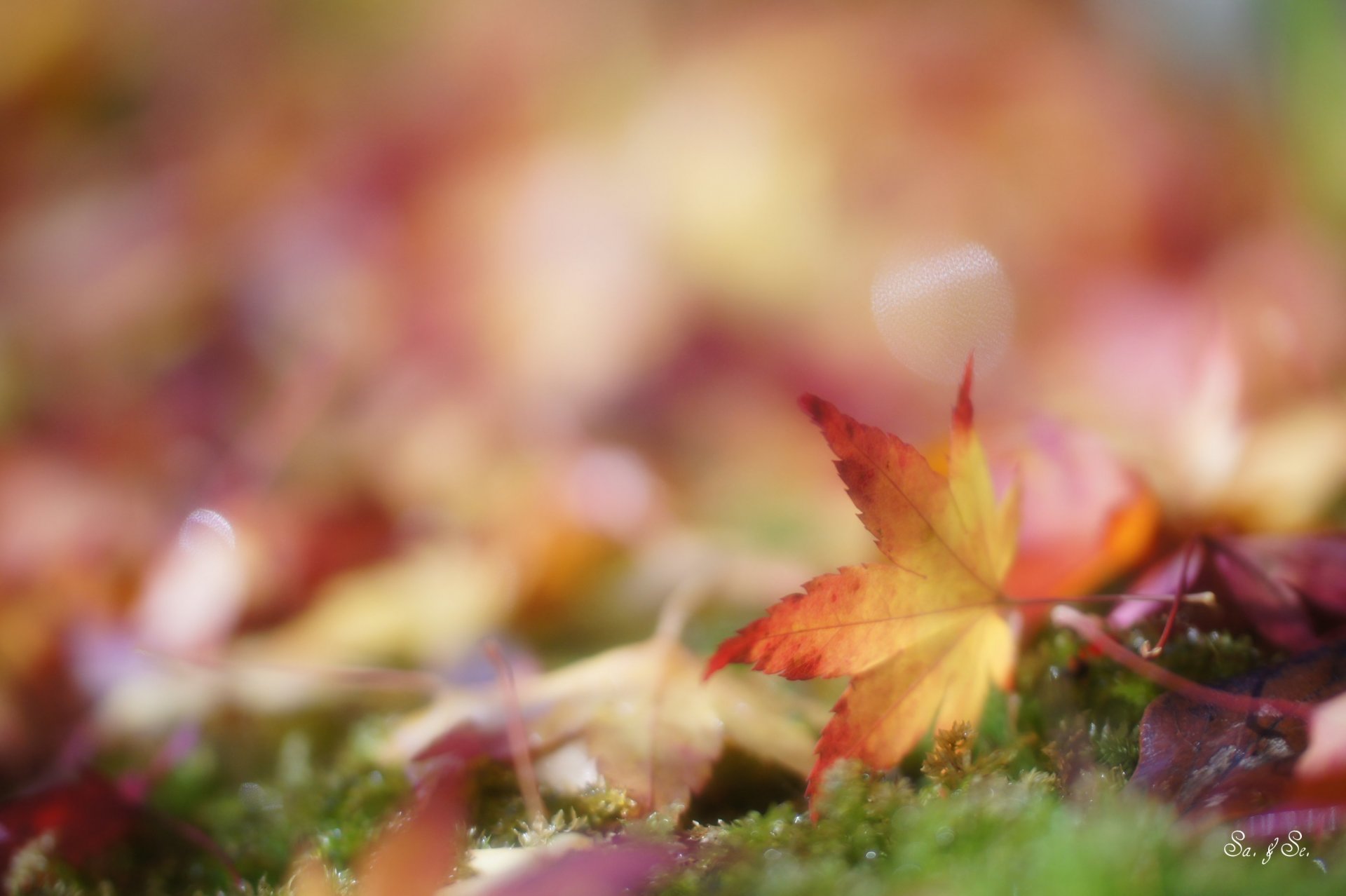 automne herbe feuilles tombé jaune éblouissement