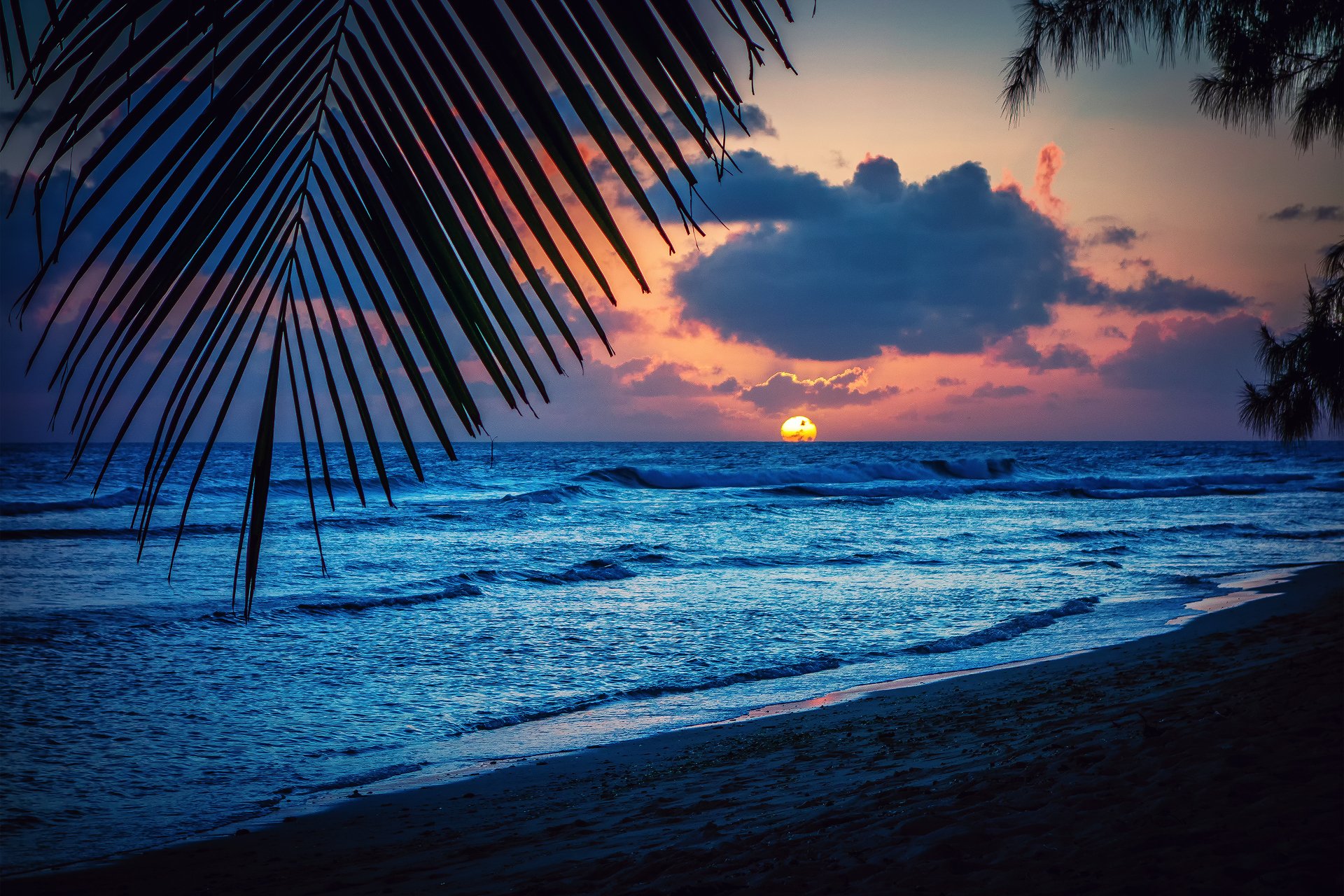 barbade mer des caraïbes soirée plage coucher de soleil soleil palmiers feuille silhouette