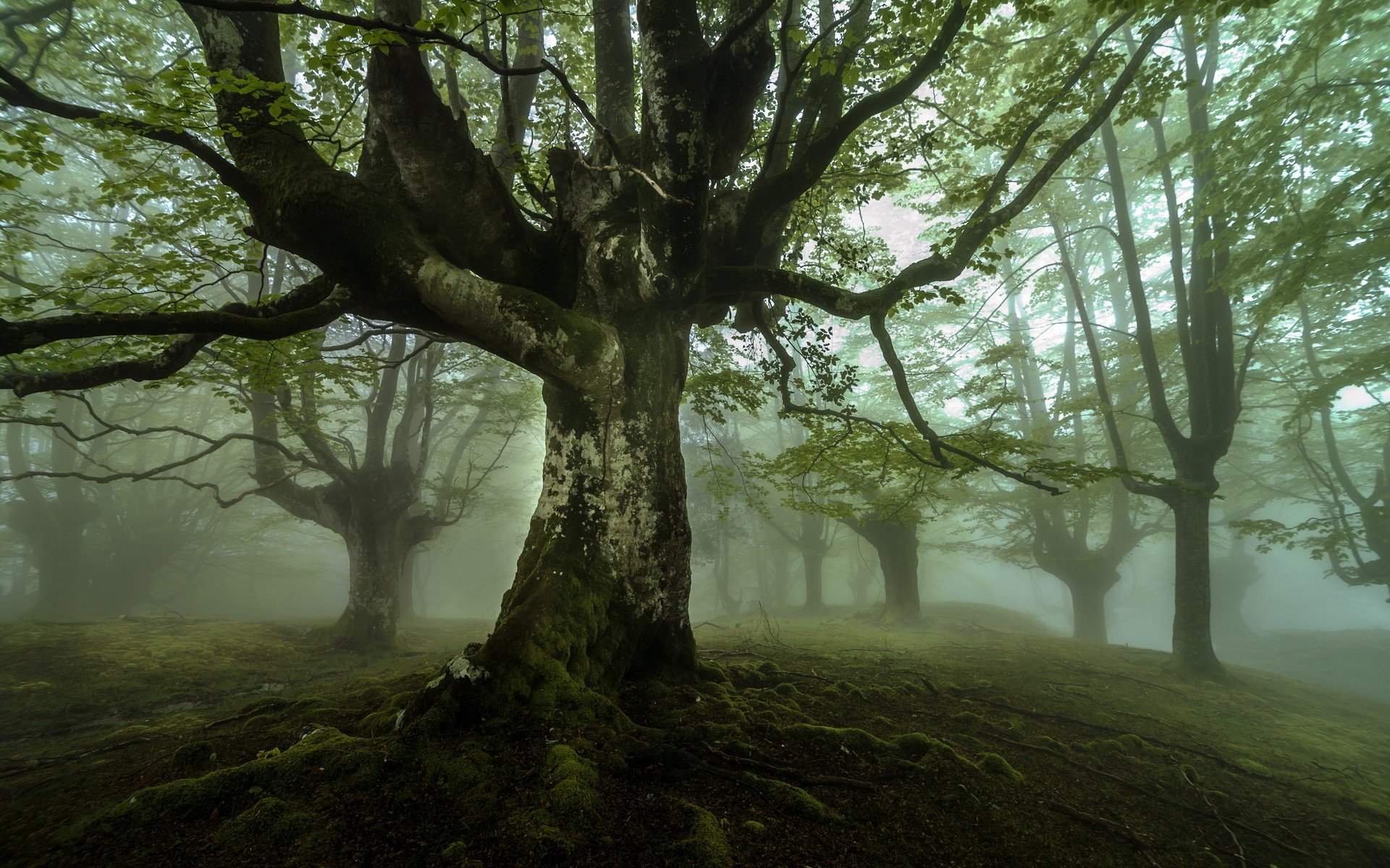 drzewo mgła krajobraz natura