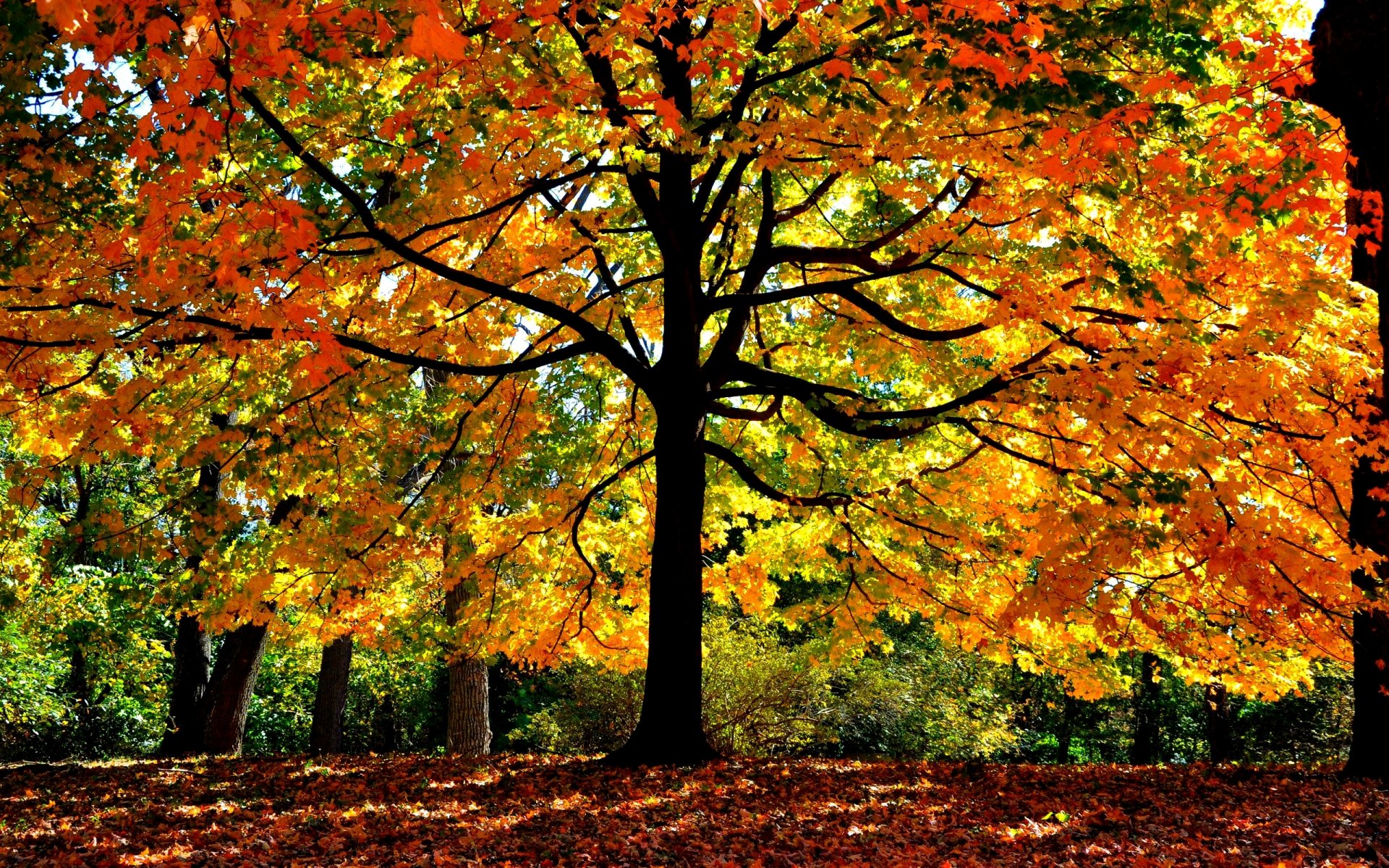 automne arbre feuilles branches lumière