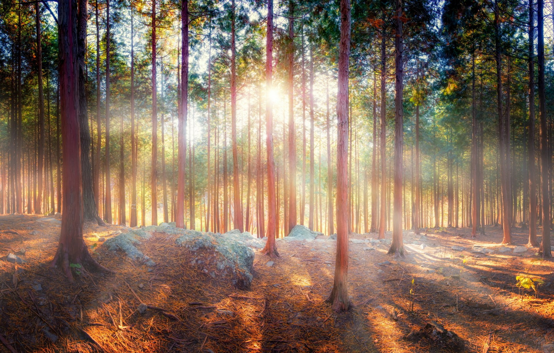 natur wald bäume strahlen schatten