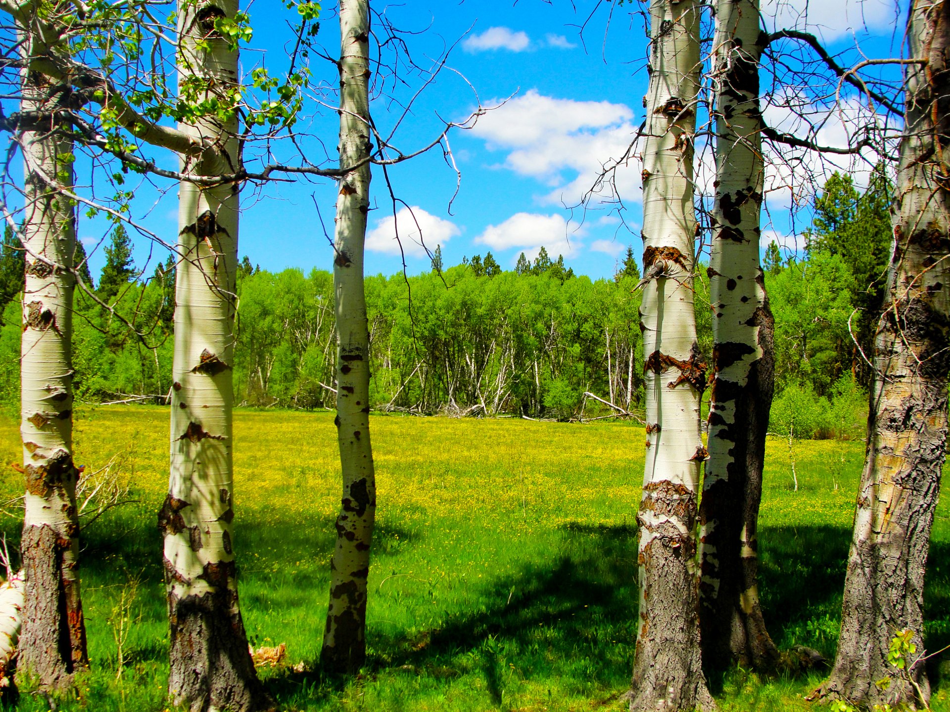 oregon usa bäume wald wiese blumen frühling himmel wolken birke espe