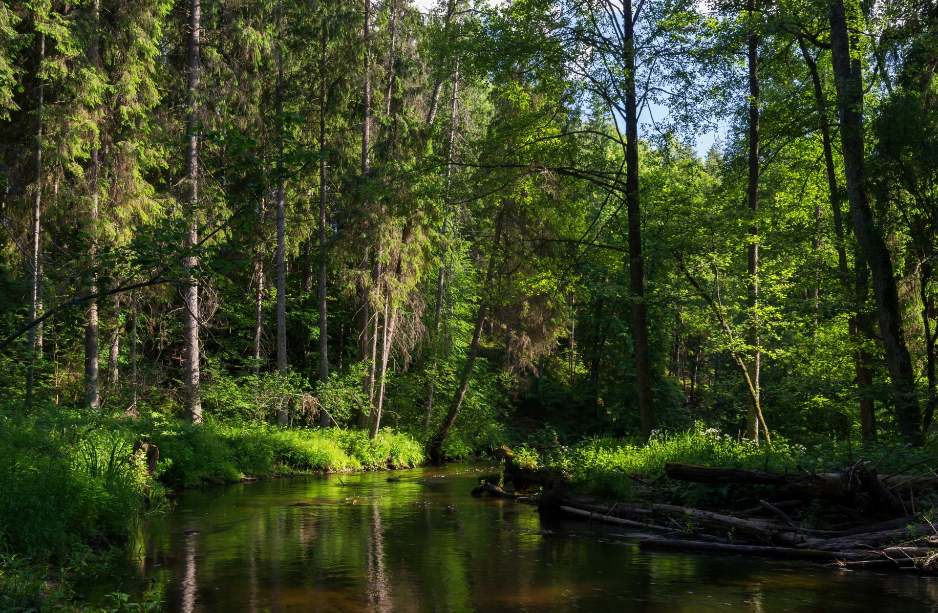 forest river rechka tree minsk belarus