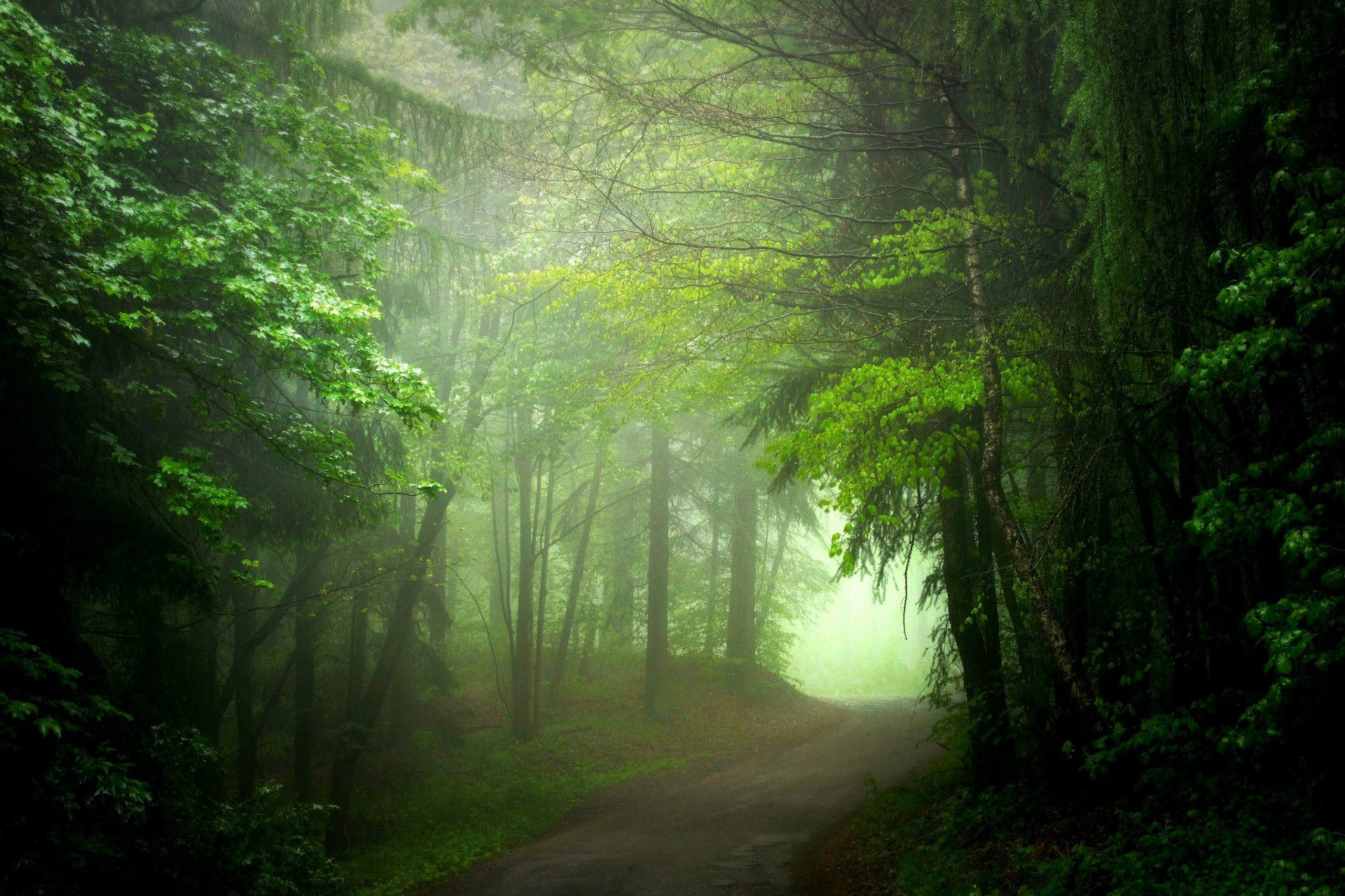 forêt route brouillard été