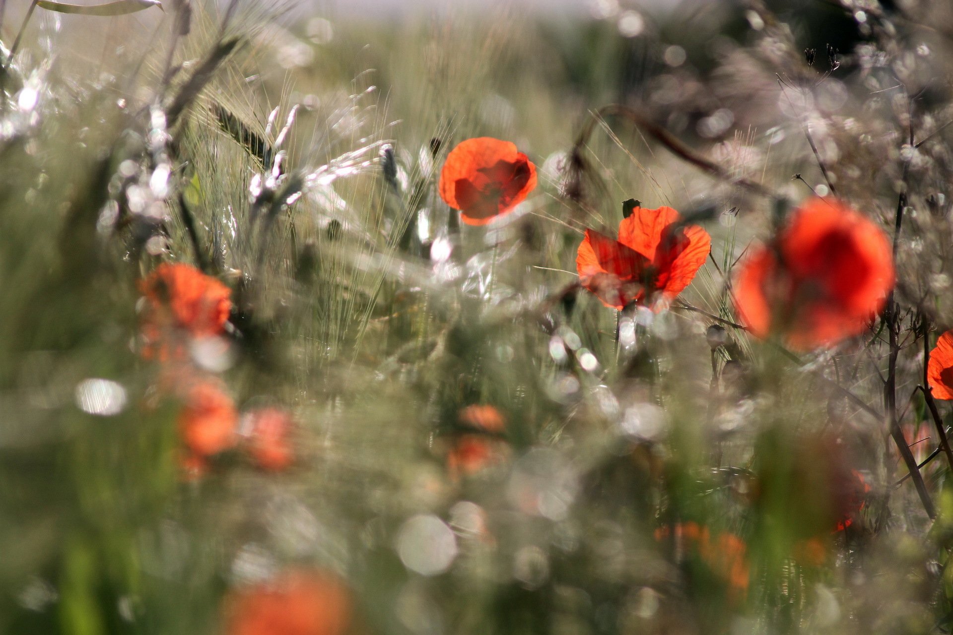 campo verano amapolas naturaleza luz