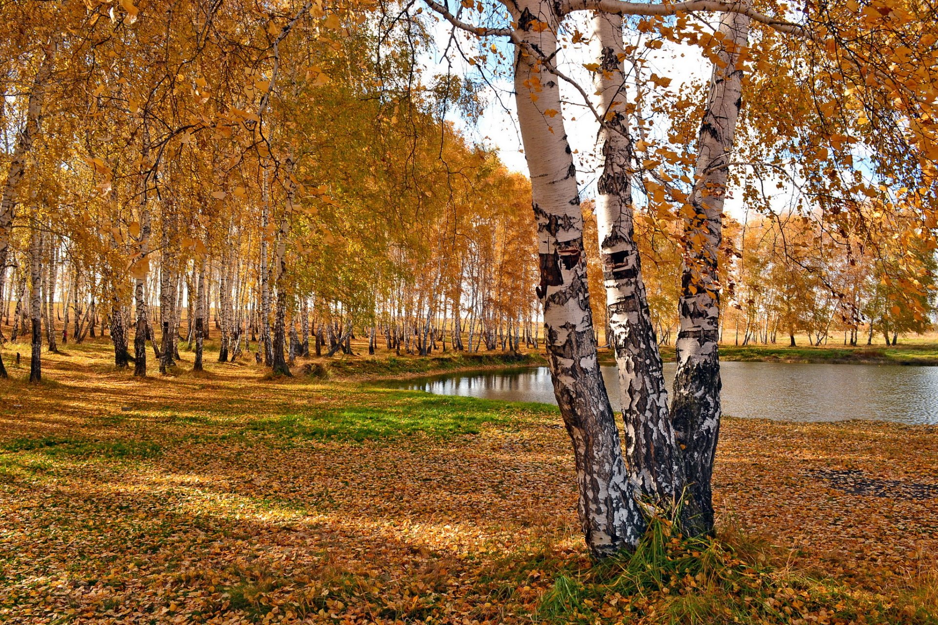 parco autunno alberi betulle stagno lago