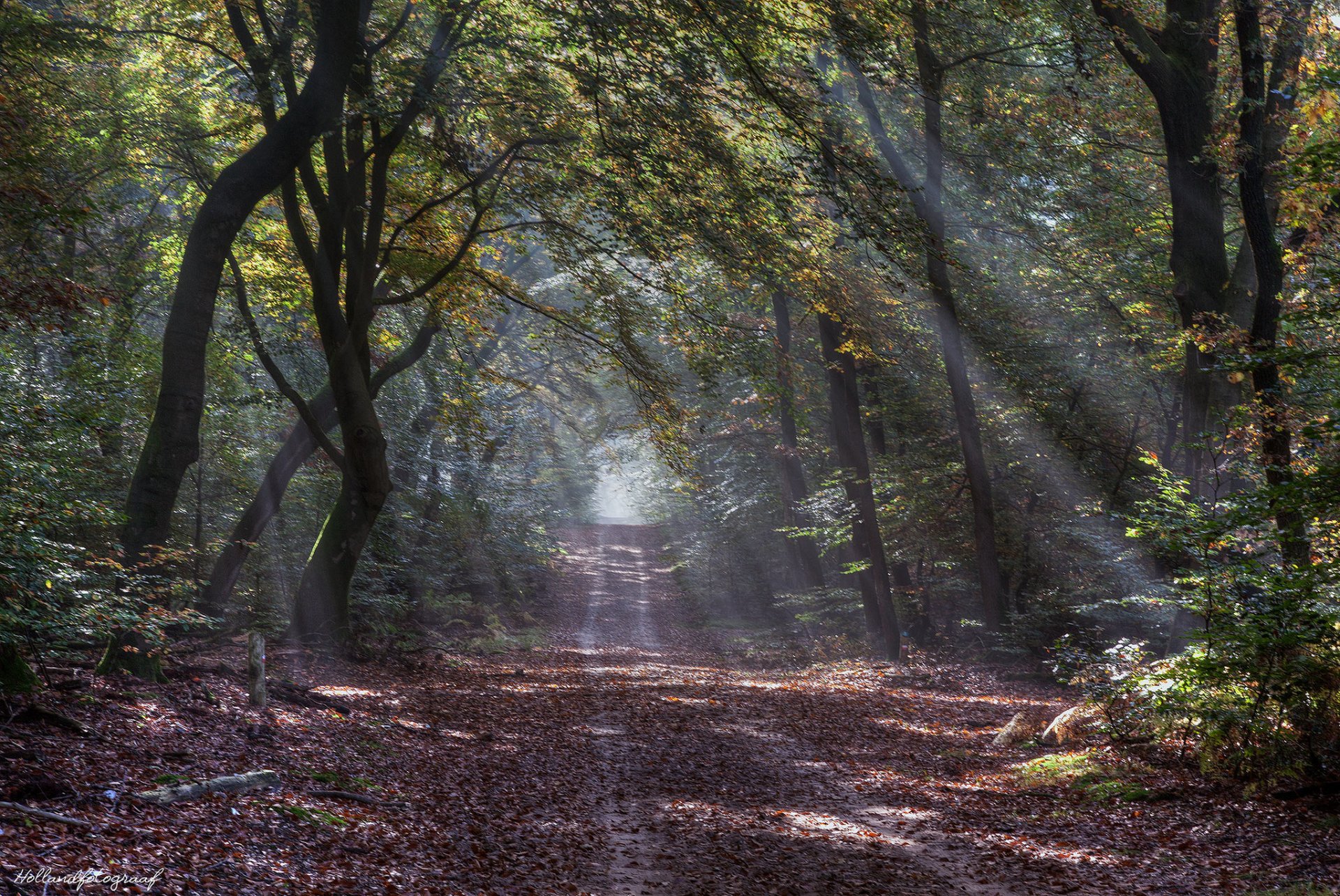 herbst wald straße sonnenstrahlen