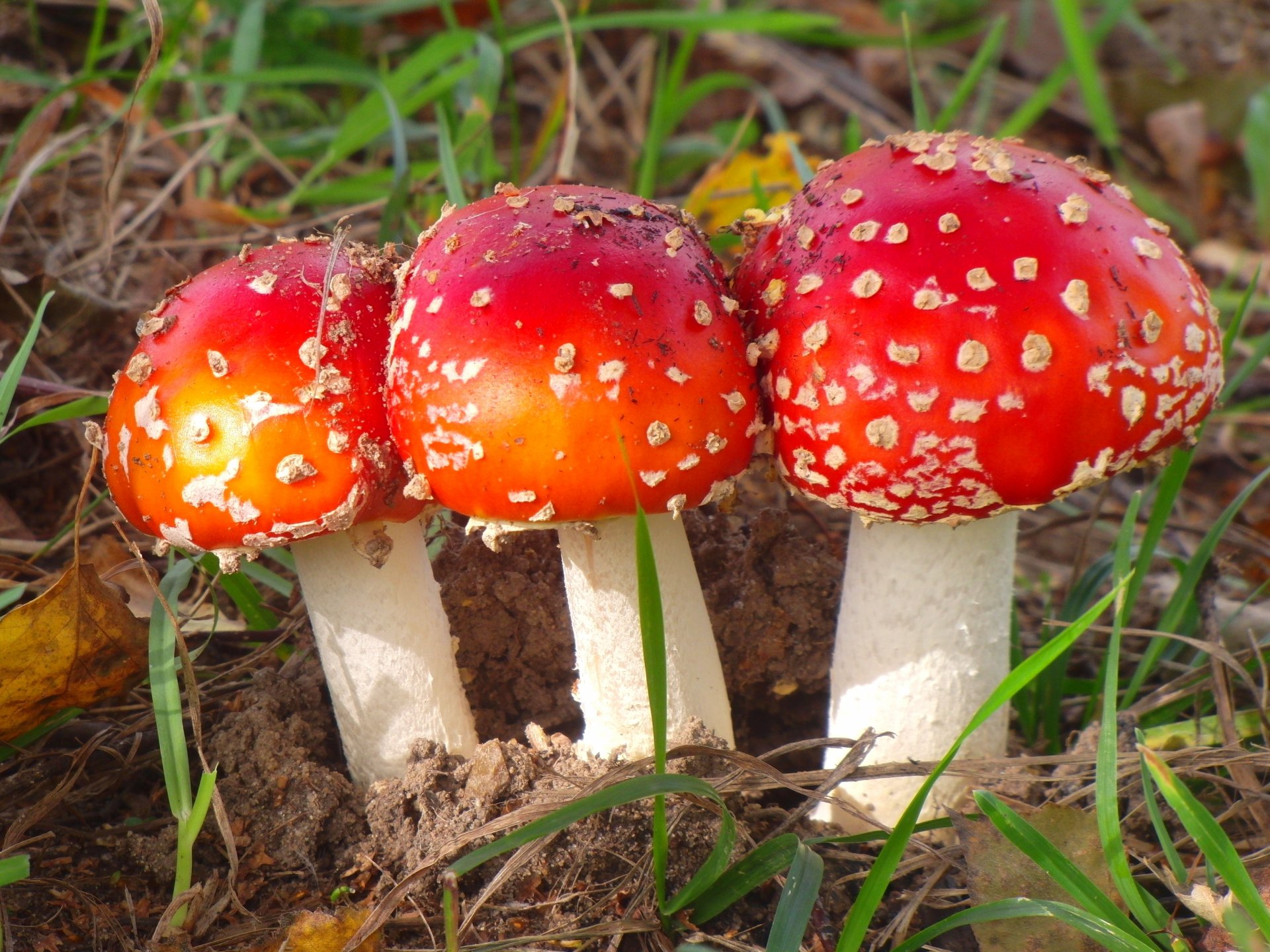 nature mushrooms amanita trio gra